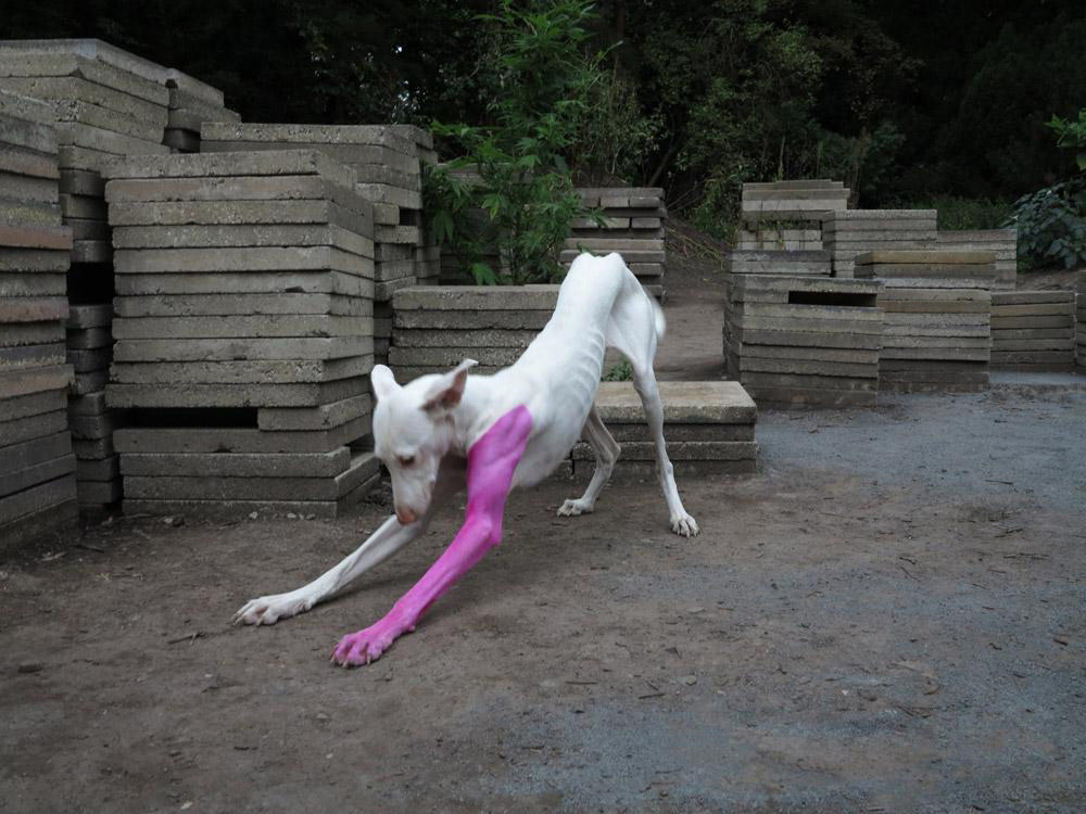 Pierre Huyghe, Human