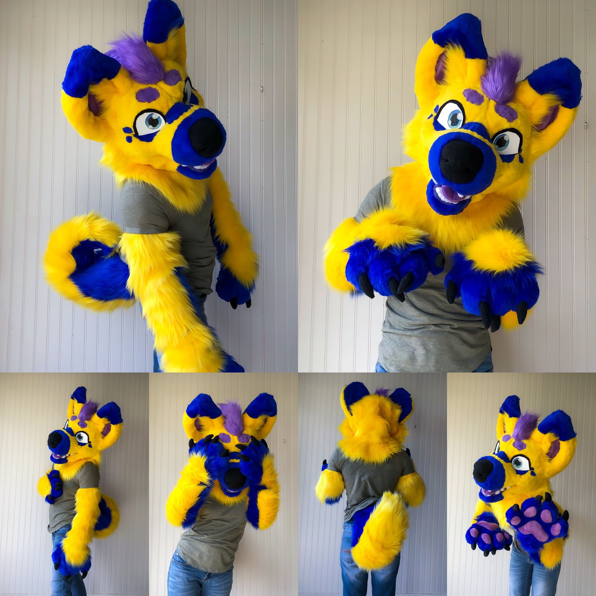 Skyrush the Canine