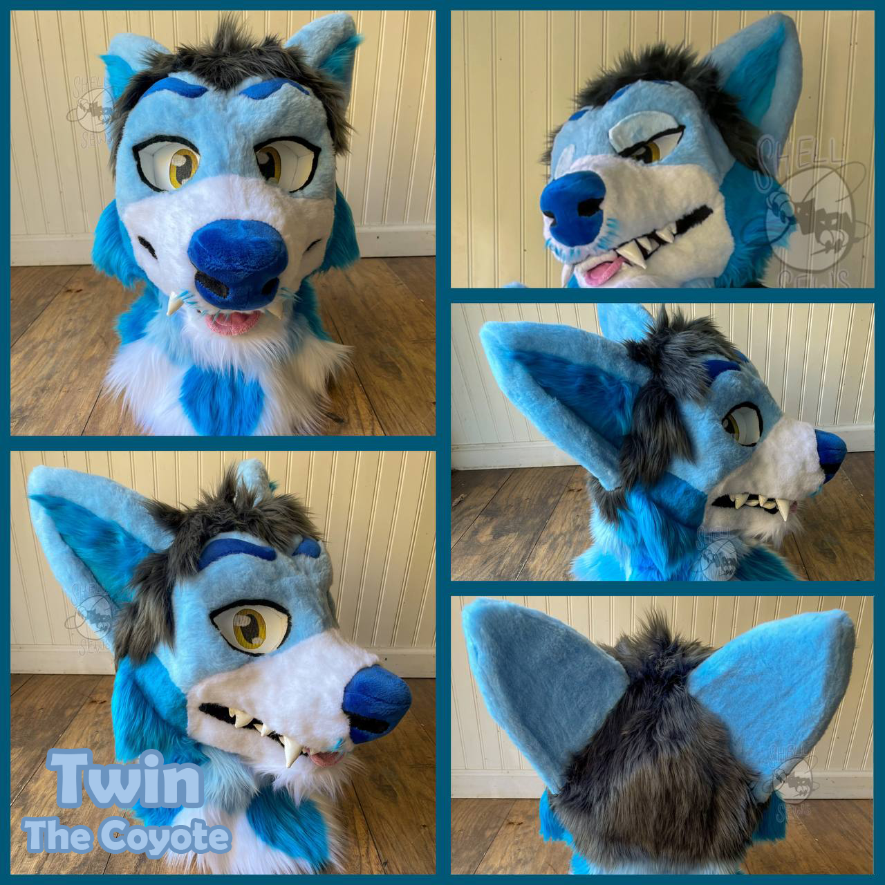 Twin the Coyote
