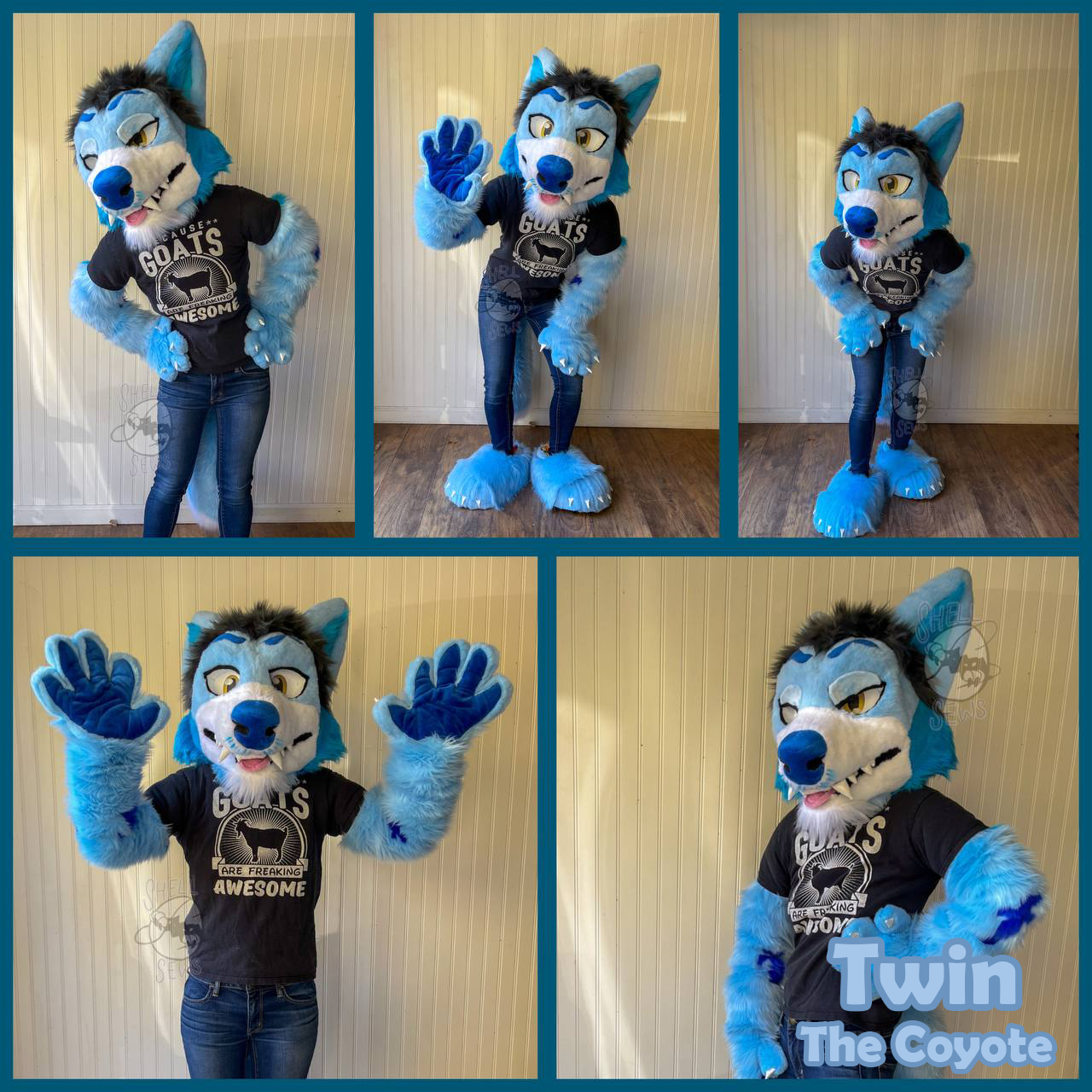 Twin the Coyote
