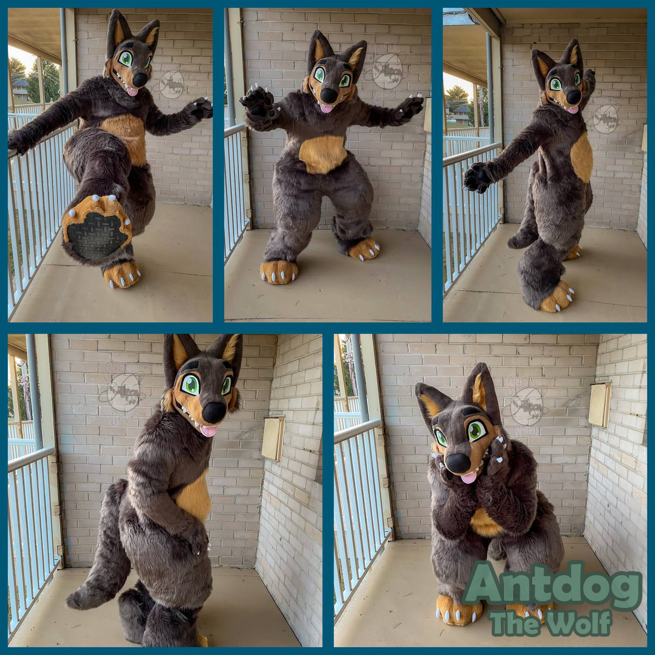 Antdog the Wolf