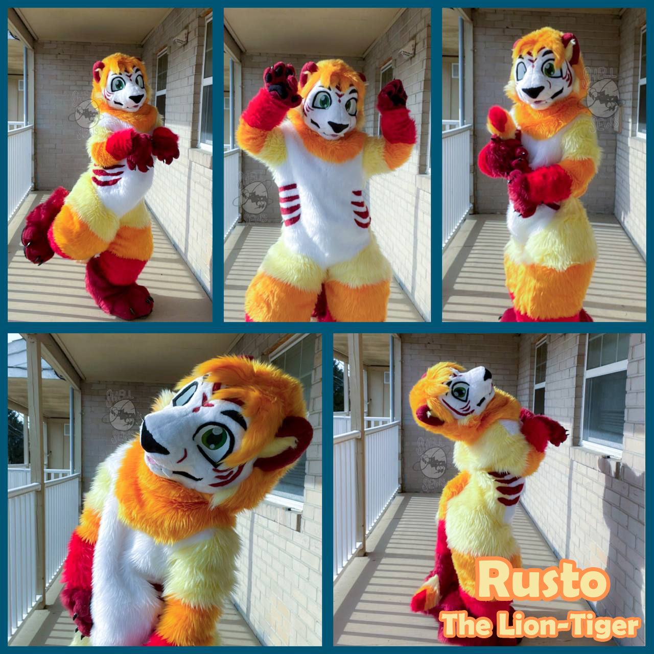 Rusto the Lion-Tiger