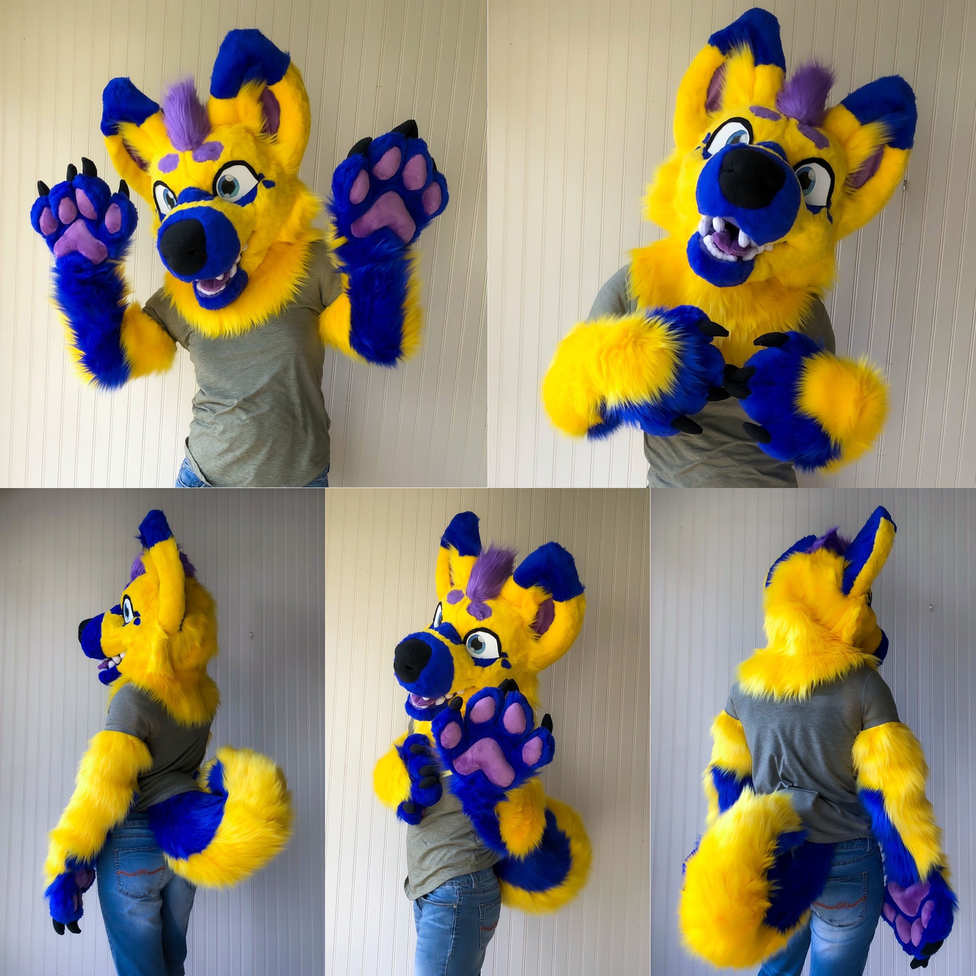 Skyrush the Canine