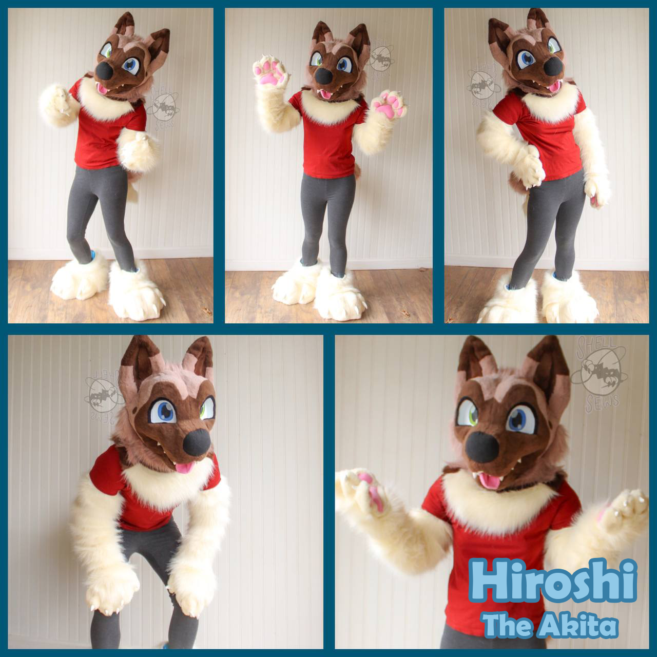 Hiroshi the Akita