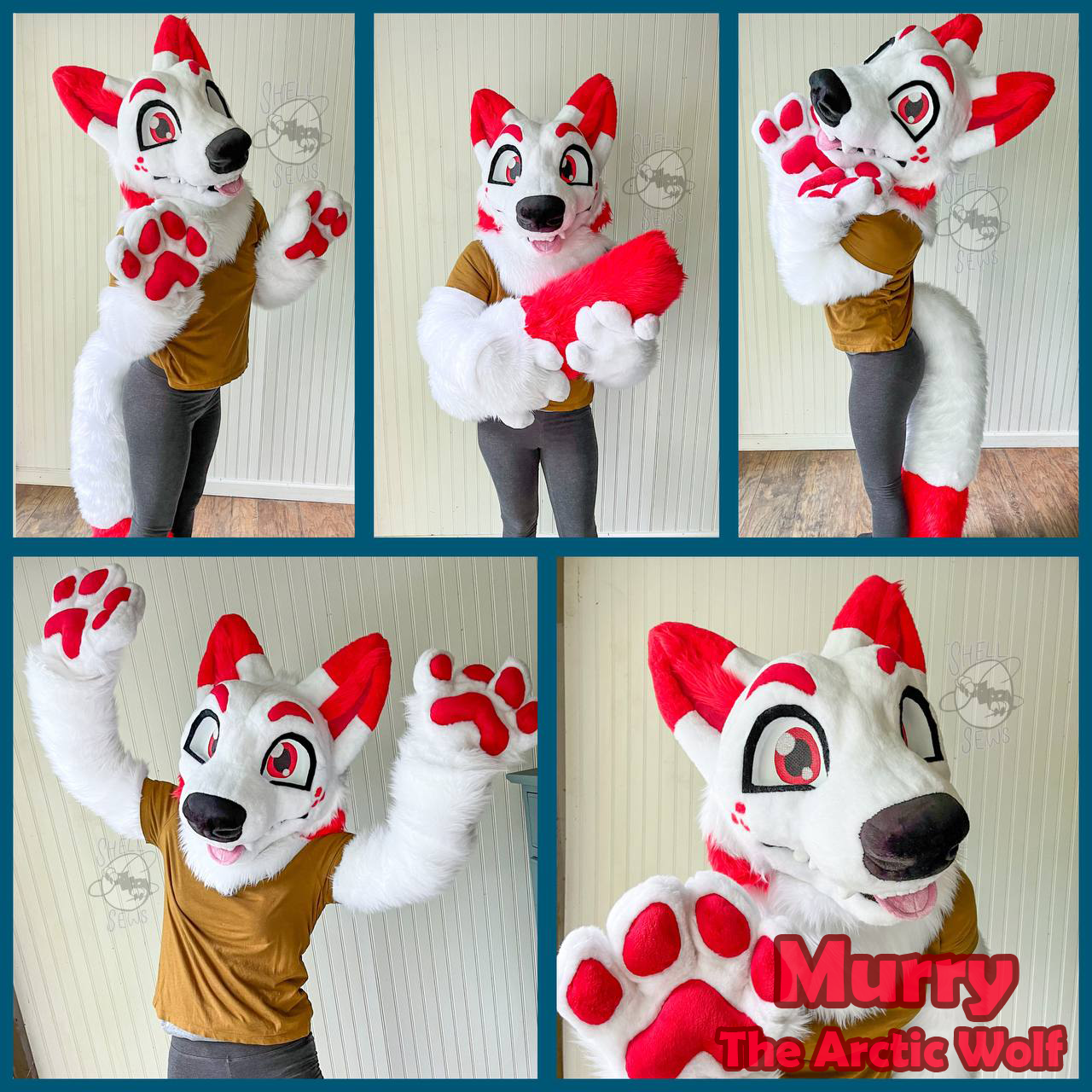 Murry the Arctic Wolf