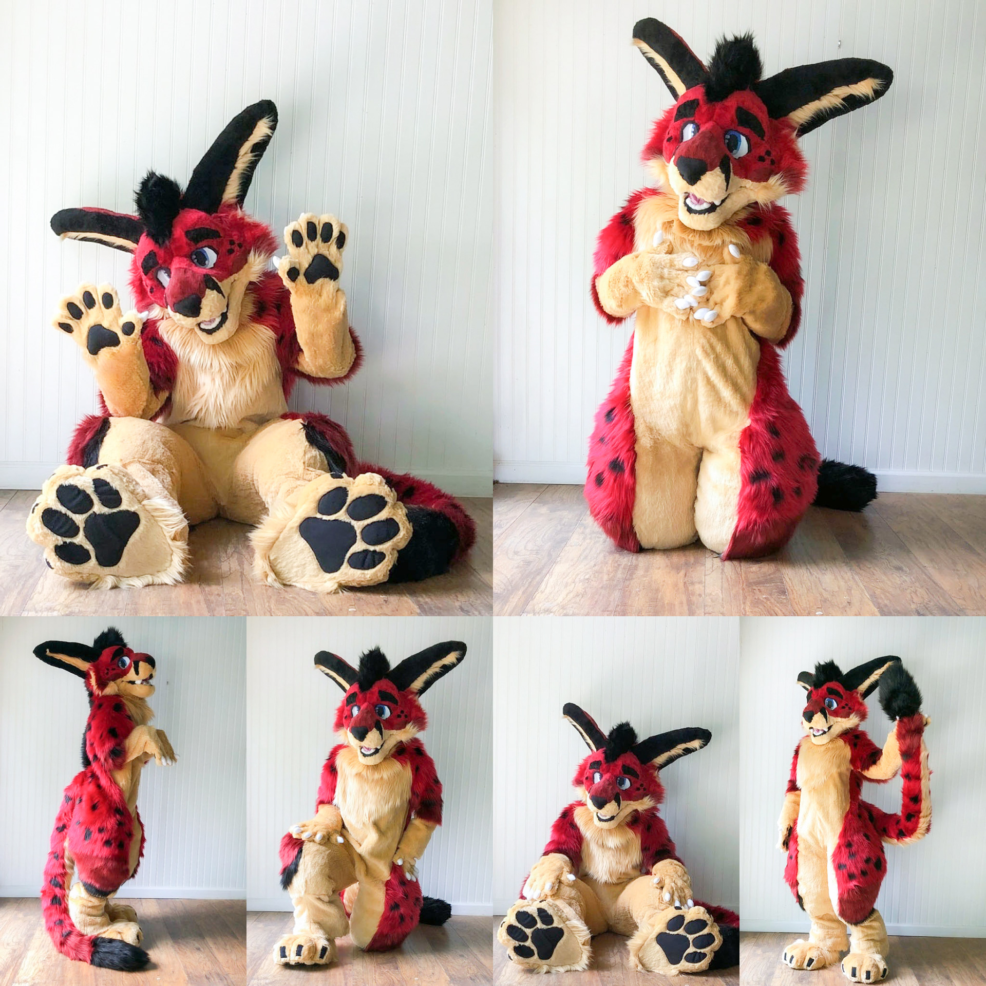 Kalbi the Cat-Rabbit Hybrid