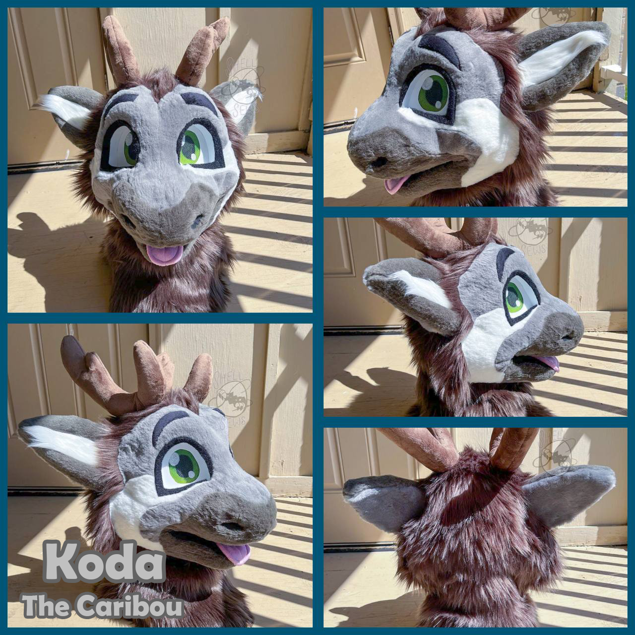 Koda the Caribou