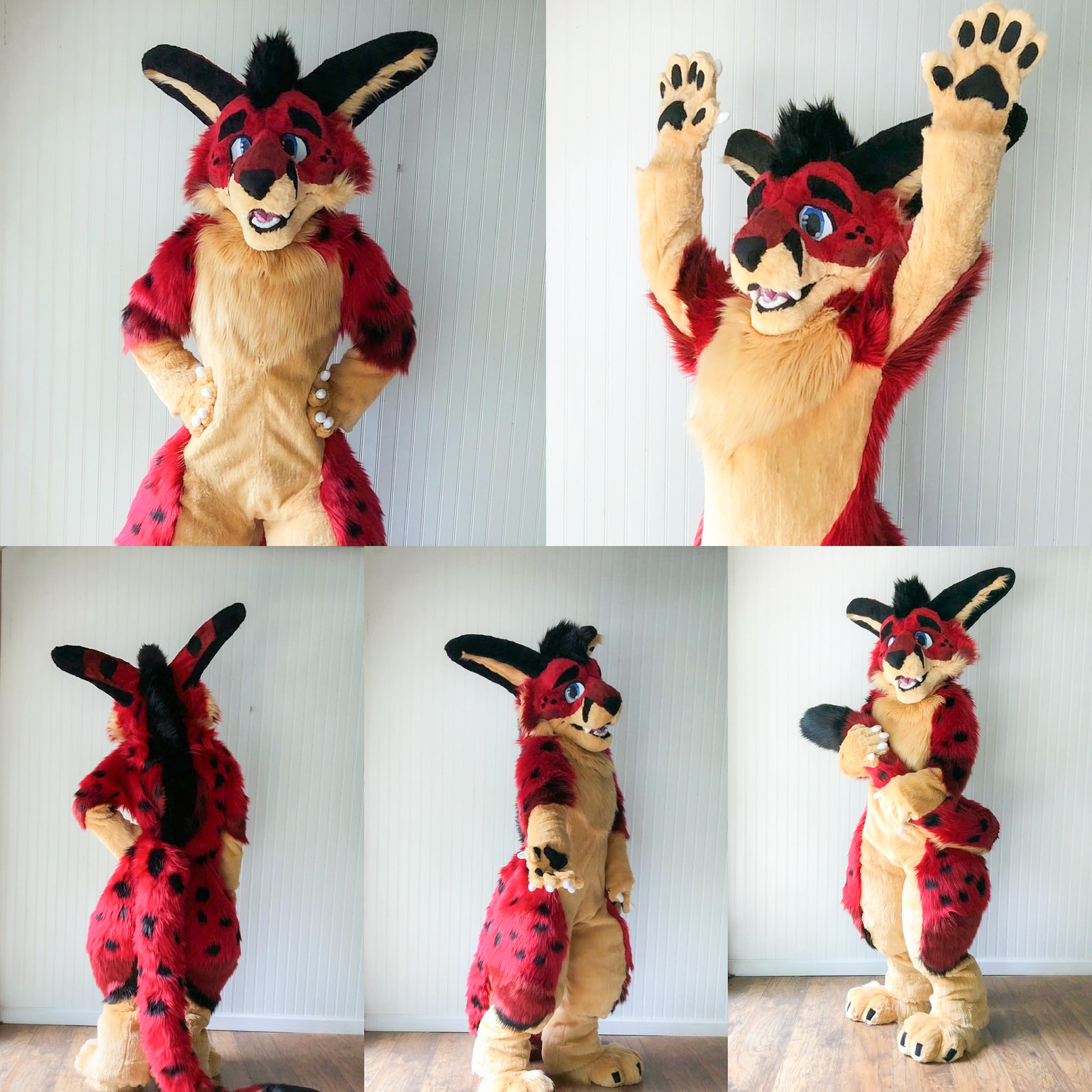 Kalbi the Cat-Rabbit Hybrid