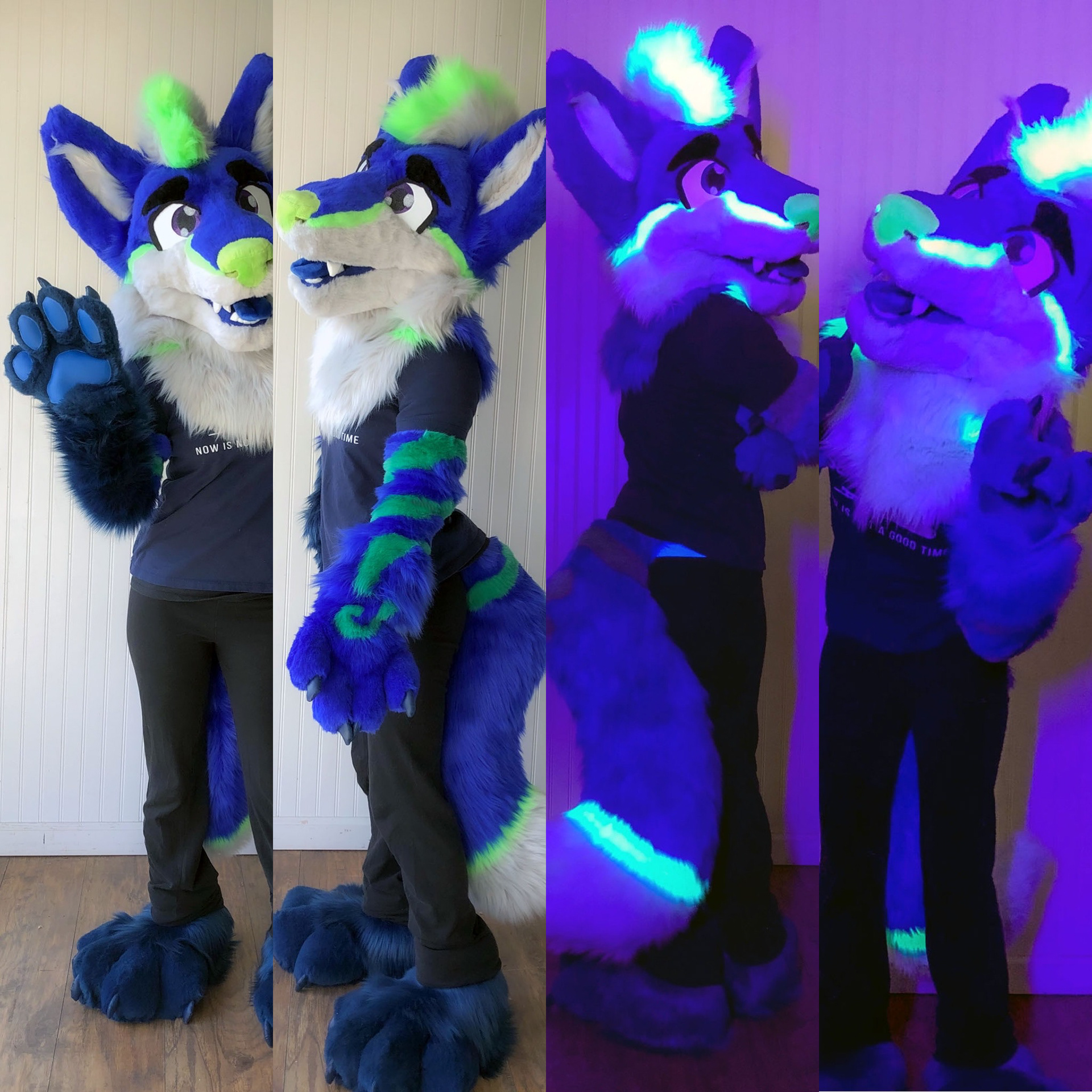 Rio the Fox