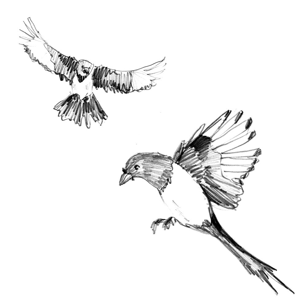 Magpie Study 3 - Pencil