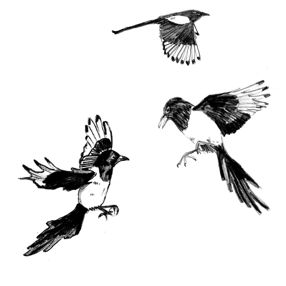 Magpie Study 2 - Pencil