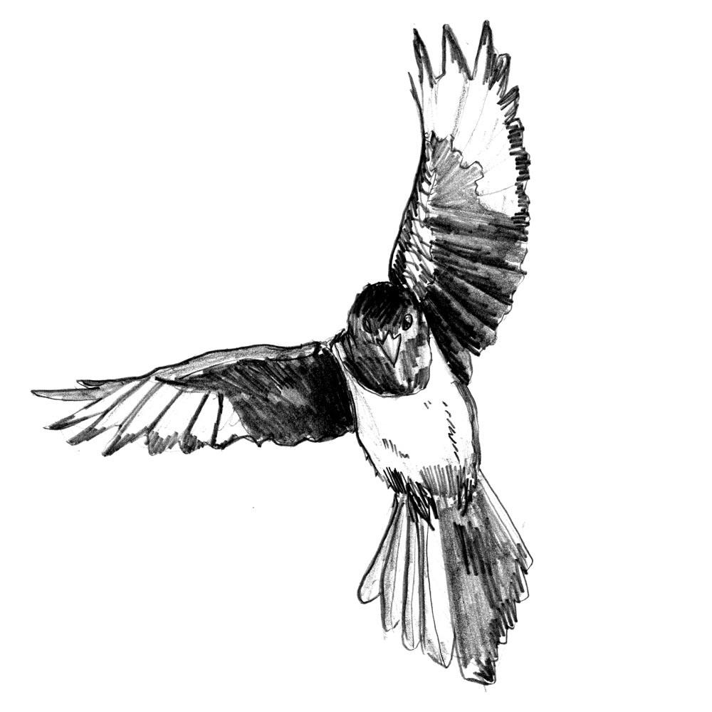 Magpie Study 1 - Pencil