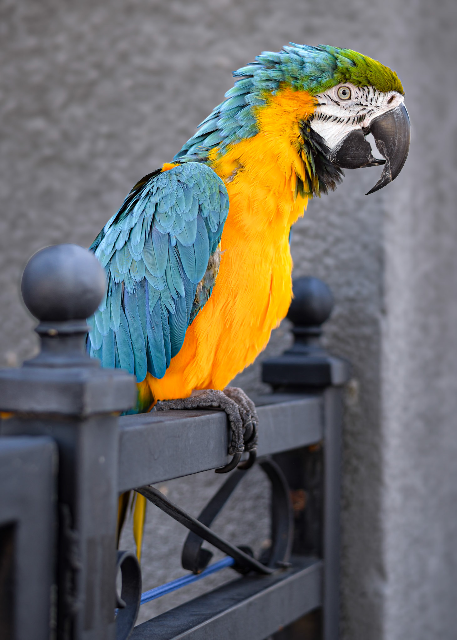 Pet Photography