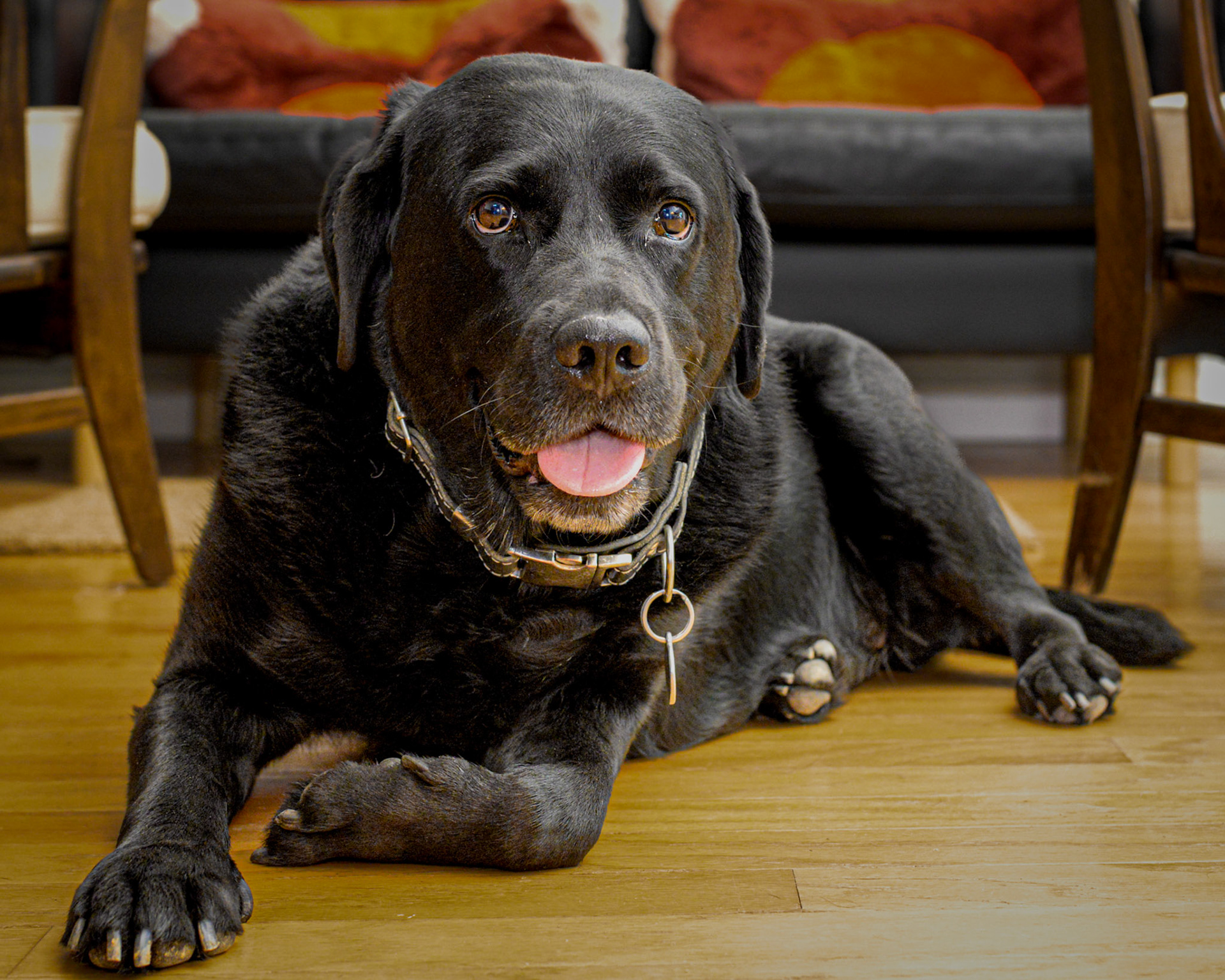 Pet Photography