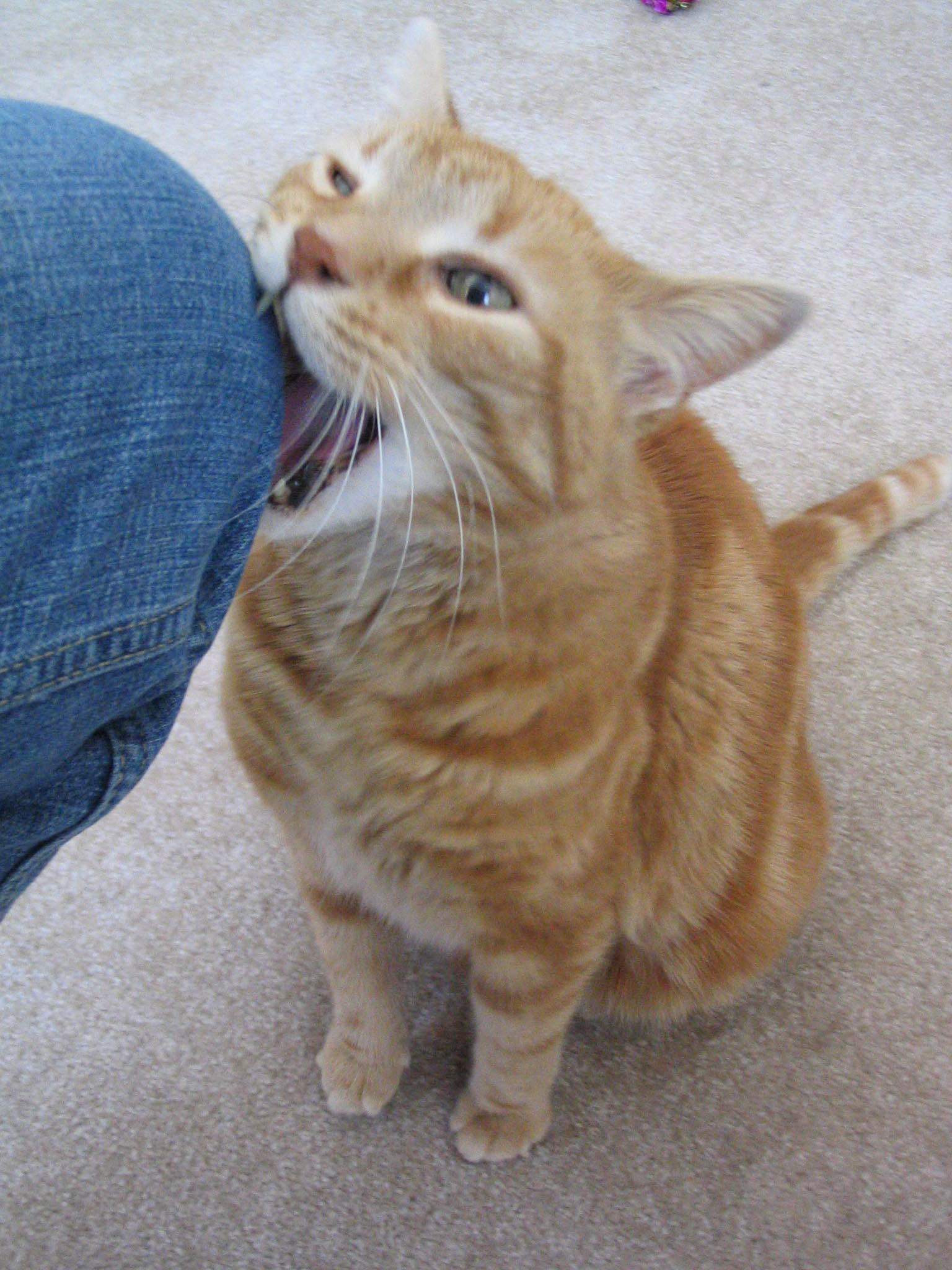 spot: best cat ever (RIP)