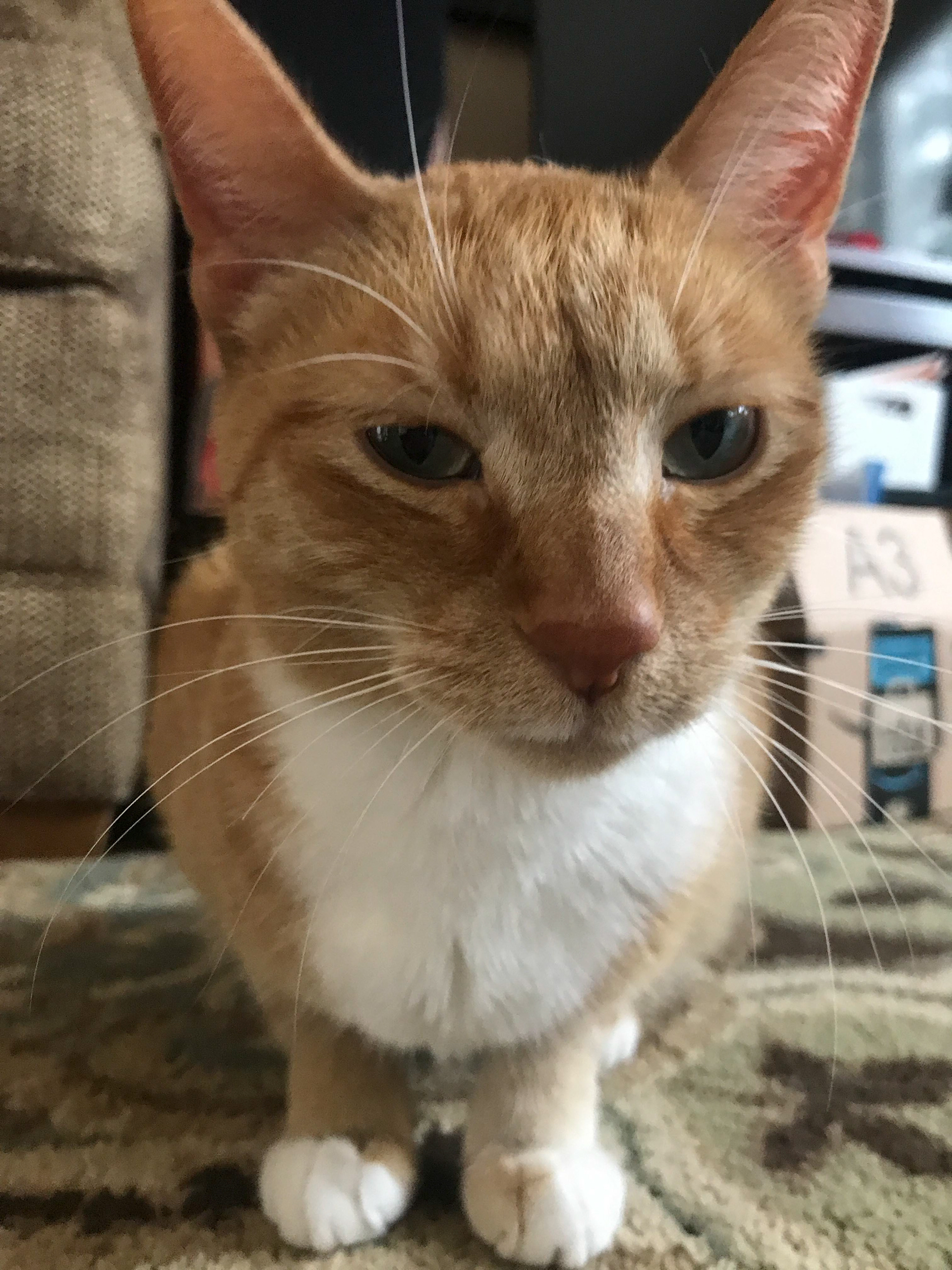 clementine stink eye