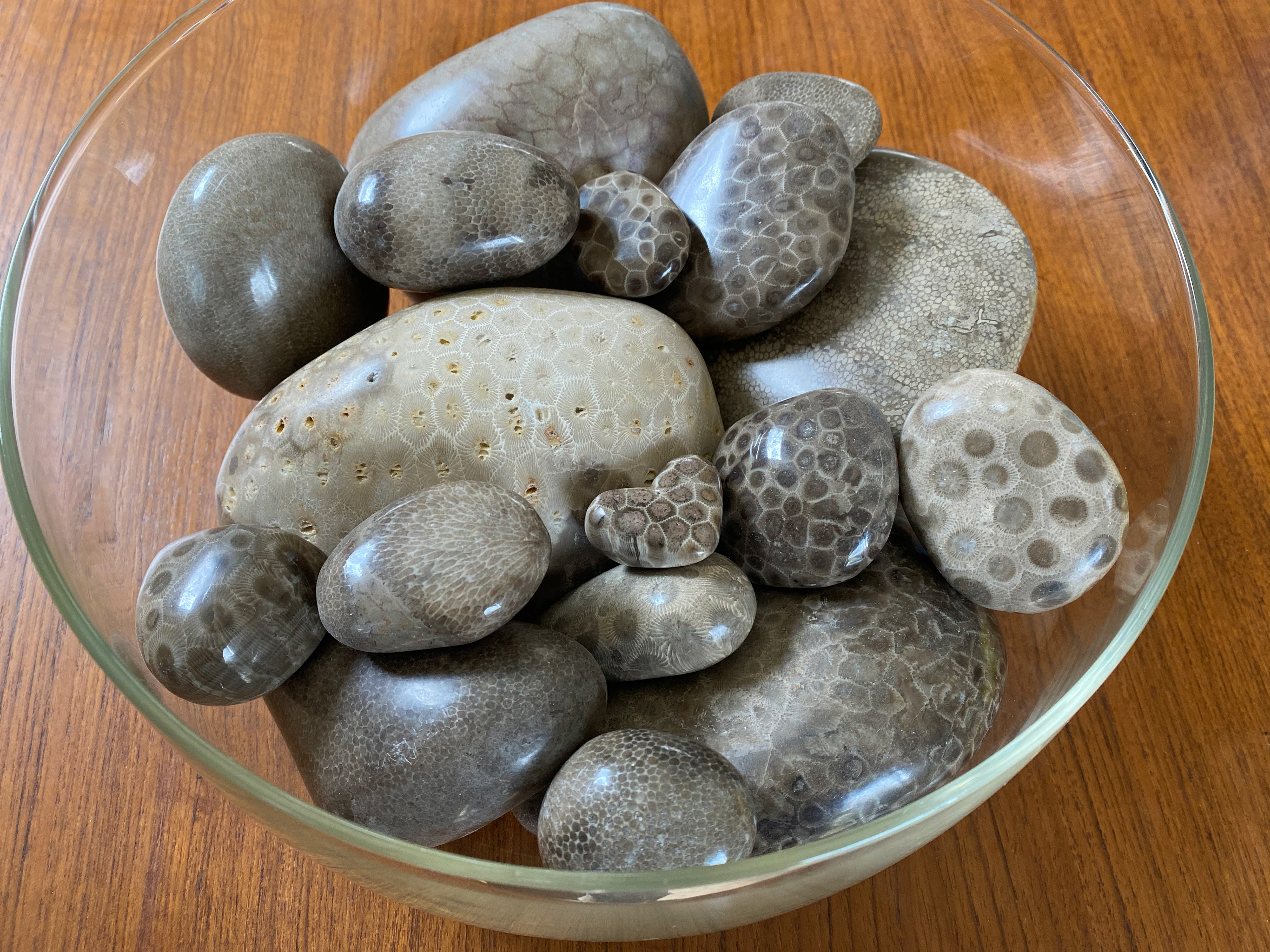 lots of polished petoskey (and charlevoix)