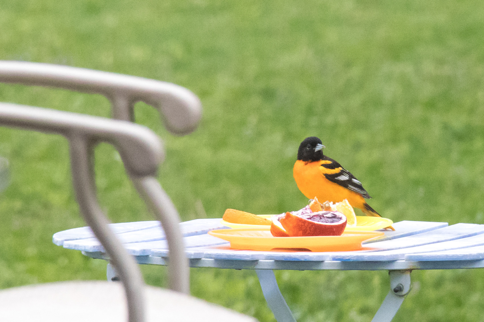 baltimore oriole