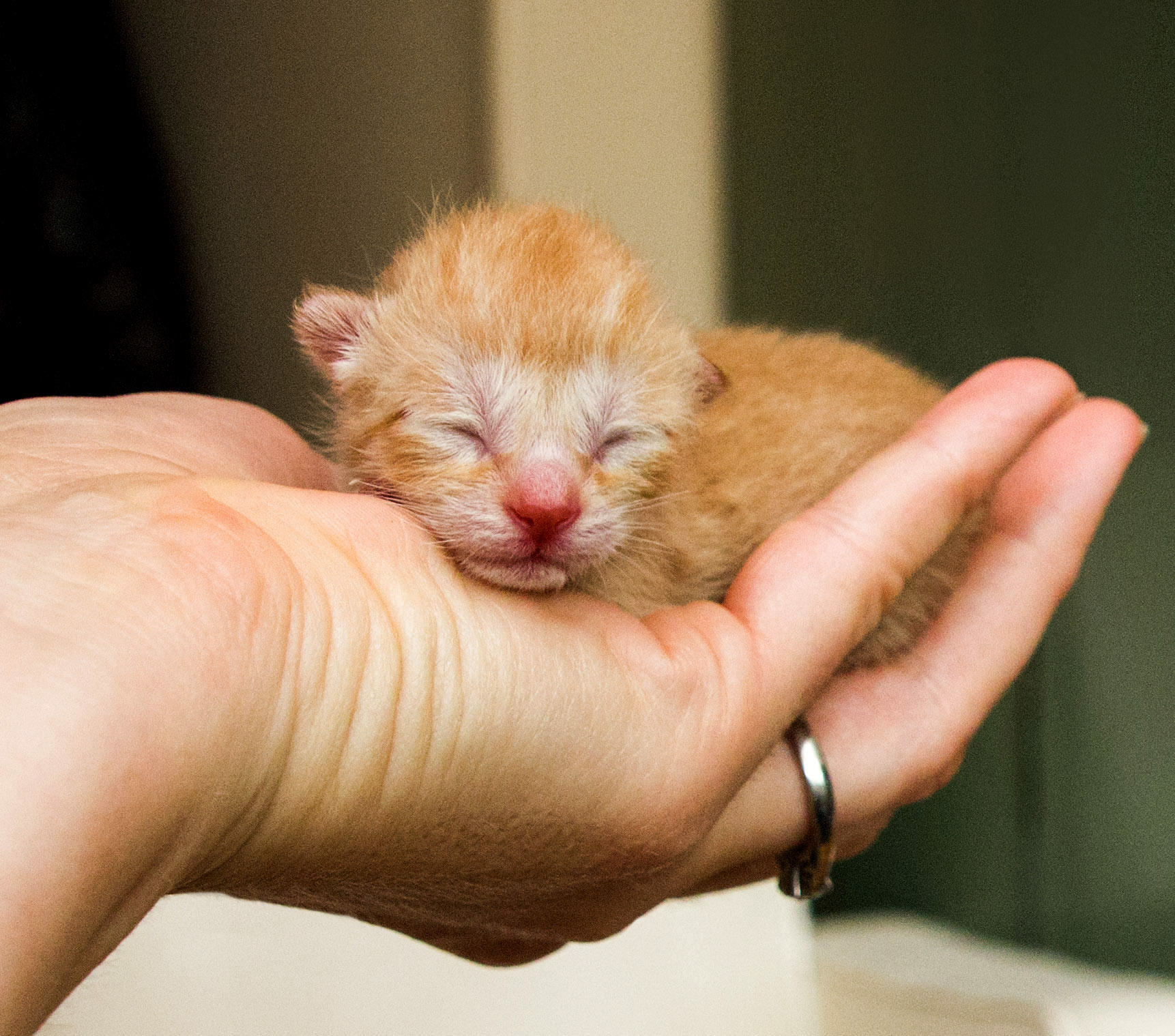 clementine on her birth-day