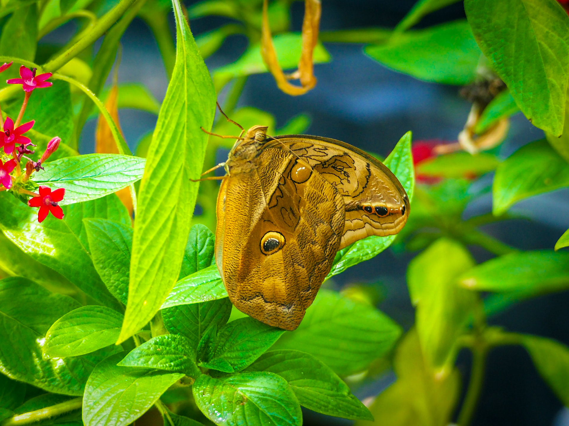 OLYMPUS DIGITAL CAMERA