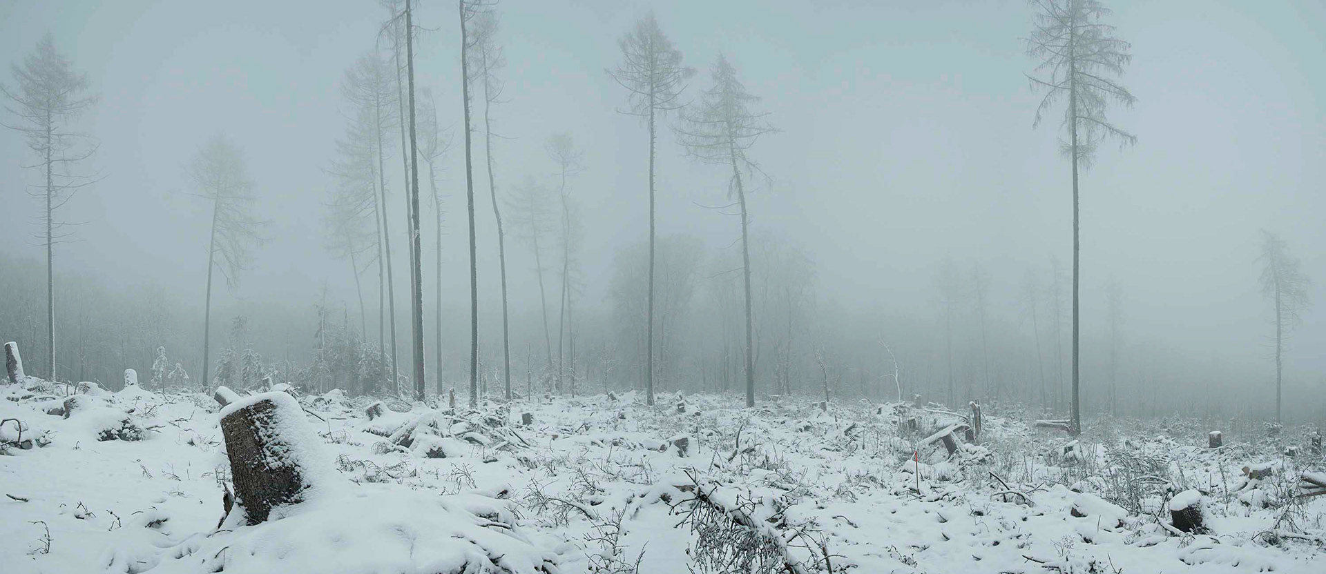 Panoramaaufnahme eines kahlgeschlagenen Waldstücks Nähe Saalburg im Taunus