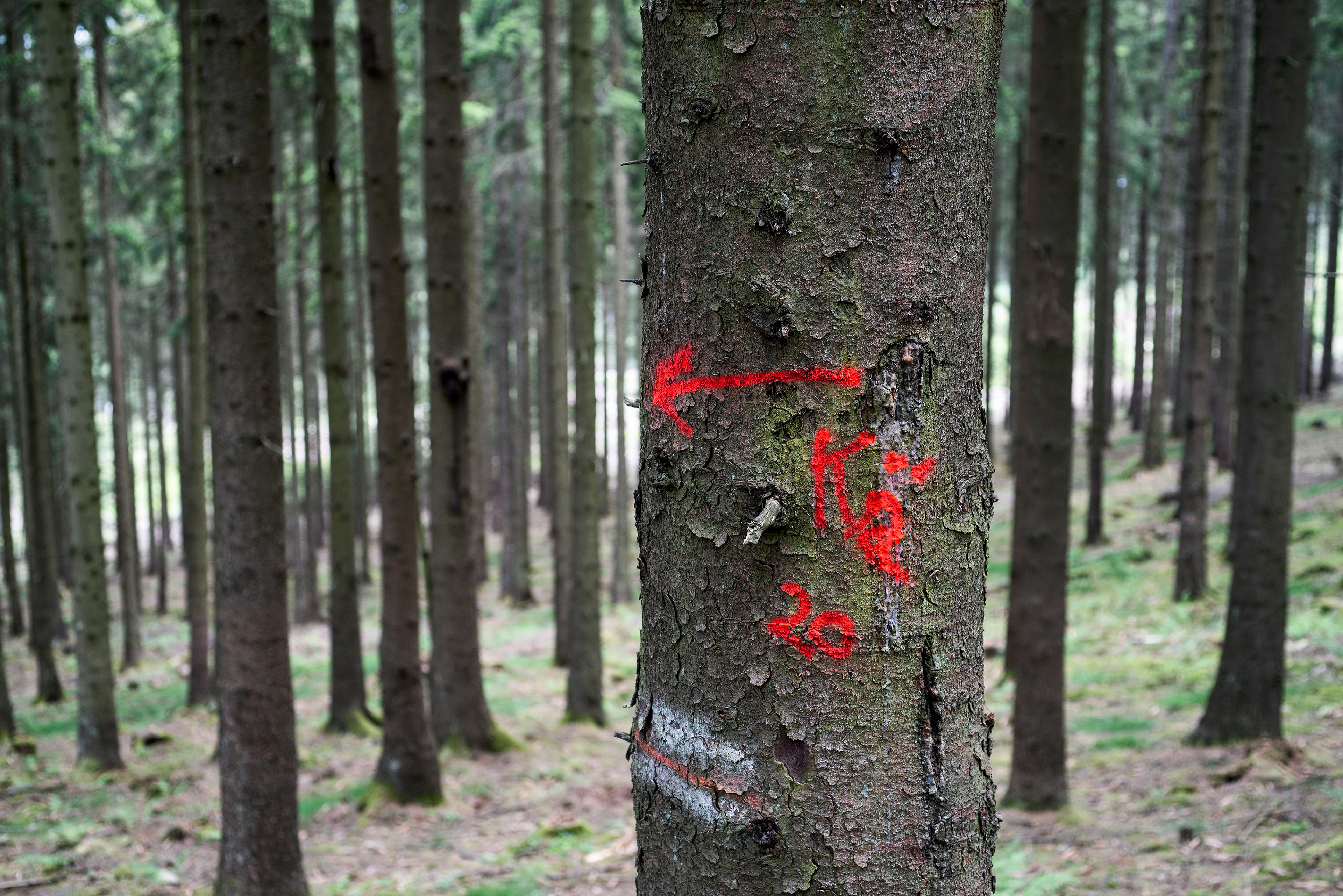 Durch Borkenkäferbefall geschädigte Fichten im Taunus - Letzte Frist. Die Markierung ist gesetzt. Bald werden sie kommen mit ihren großen Maschinen und ein weiteres Waldstück verschwinden lassen.