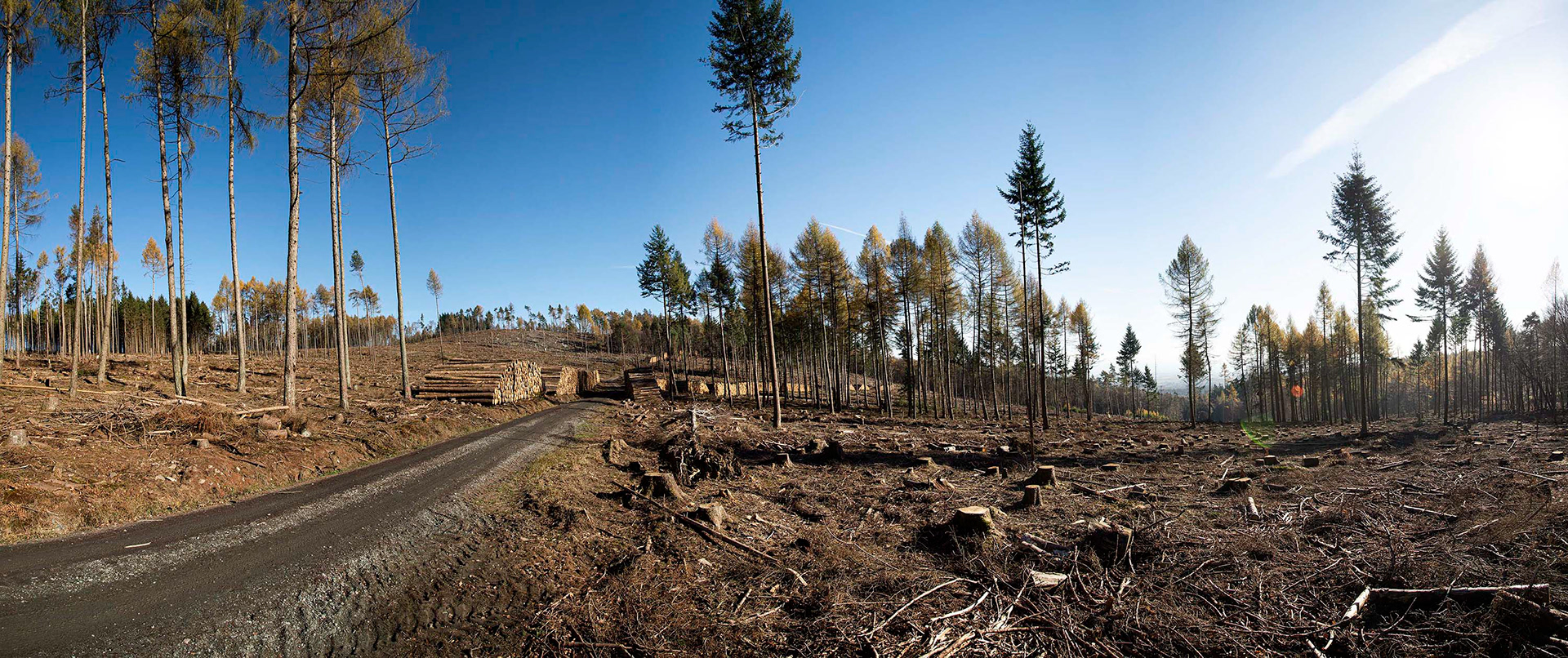 Panoramaaufnahme mit Blick auf den Roßkopf im Taunus