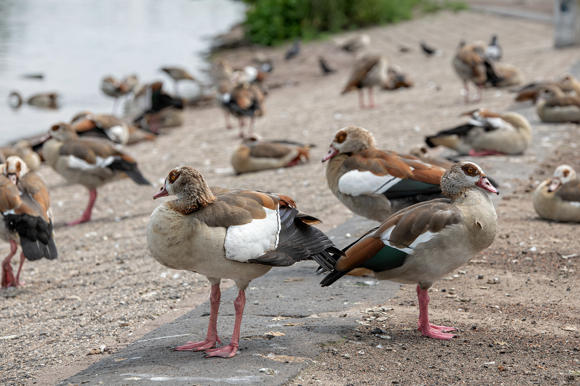 Kolonie - Nilgänse, Offenbach - ©Klaus Ohlenschläger