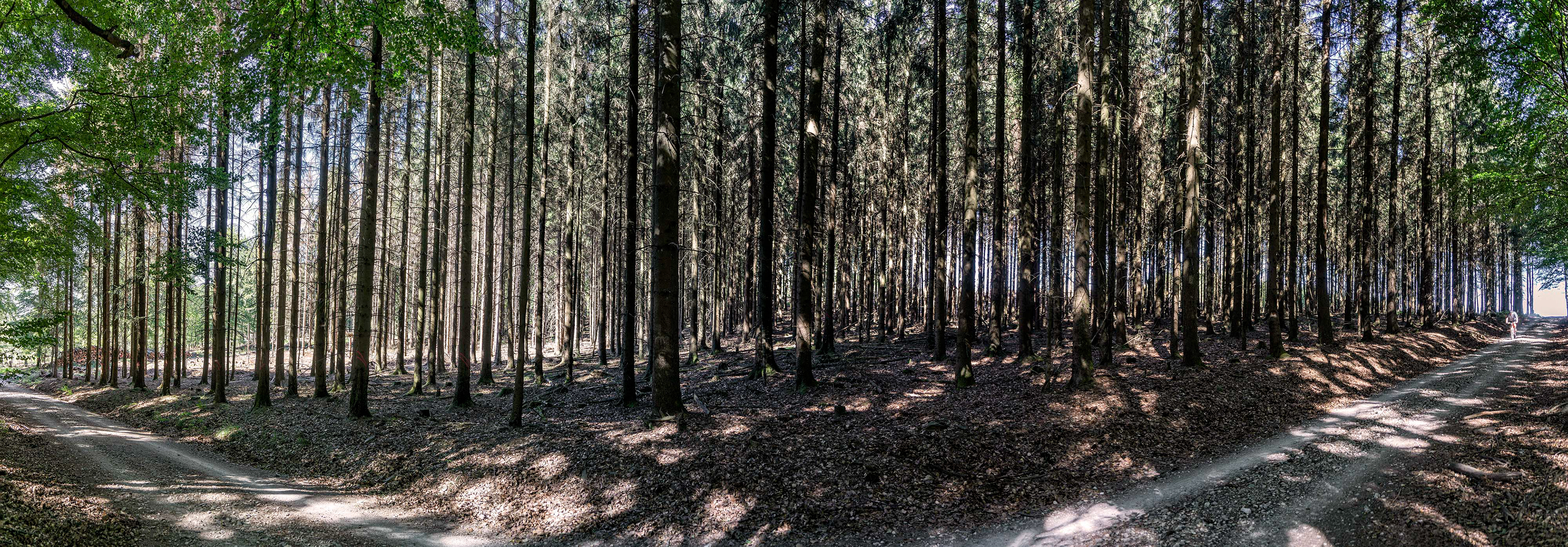 Waldstück im Panorama vor der Abholzung