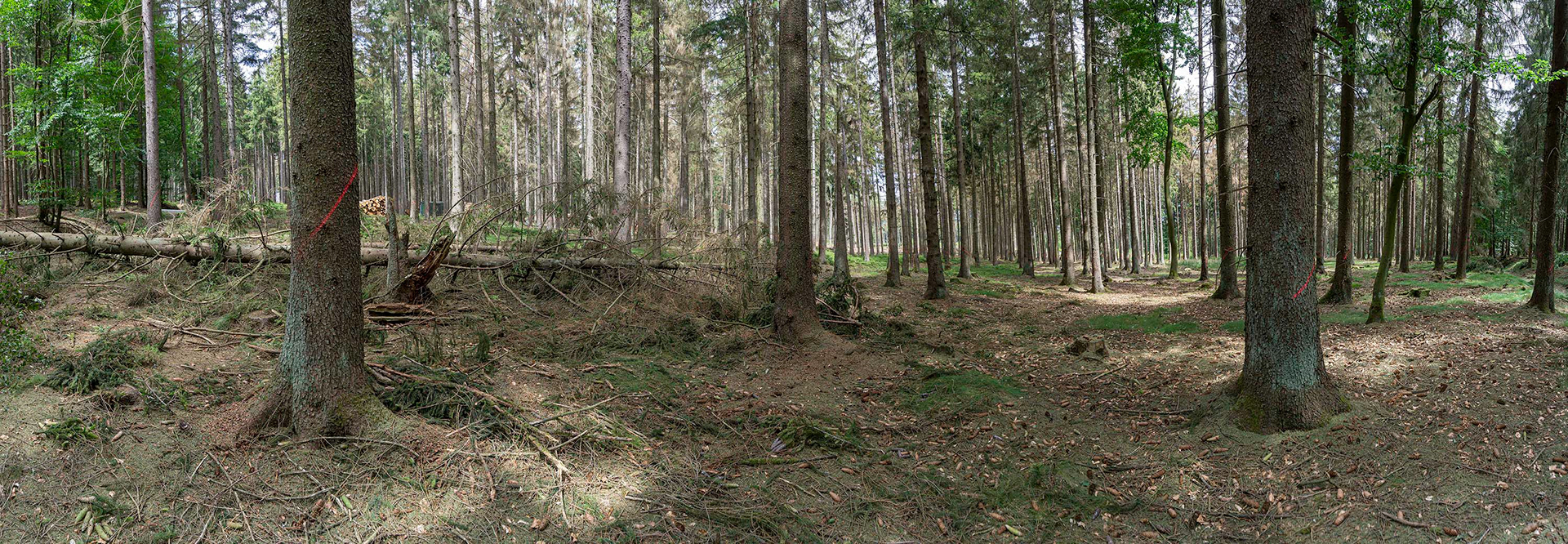 Panoramaaufnahme eines Waldstücks vor der Abholzung