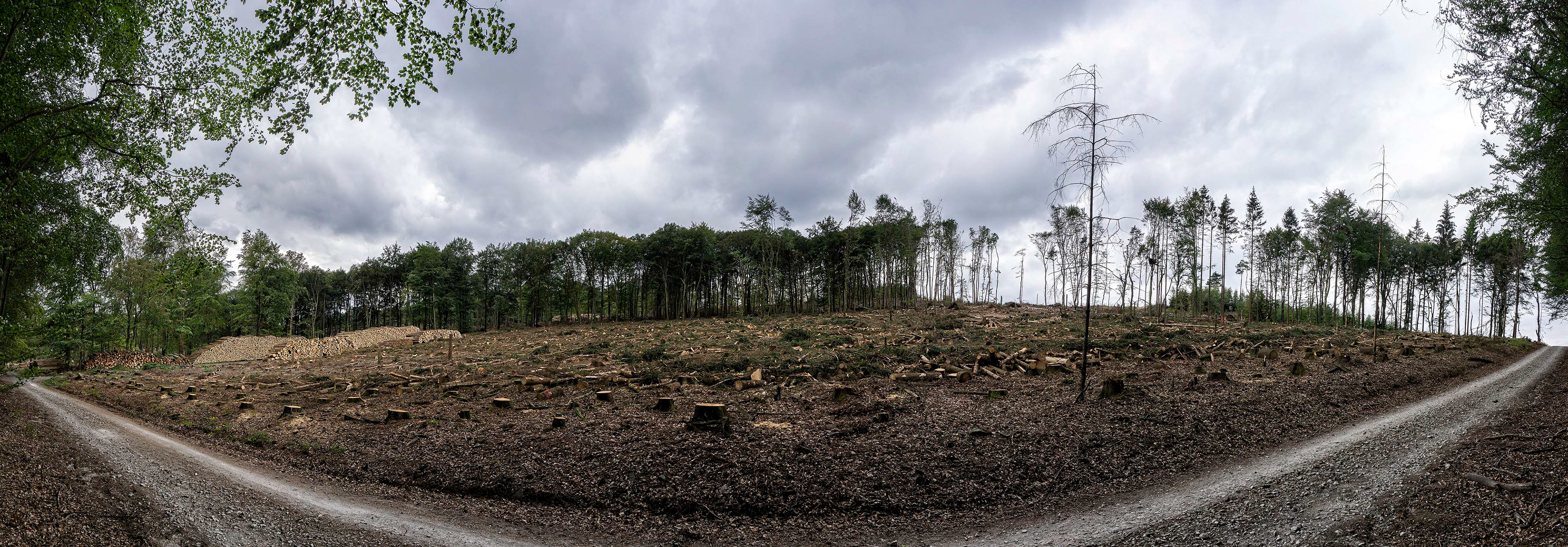 Waldstück im Panorama nach dem Kahlschlag