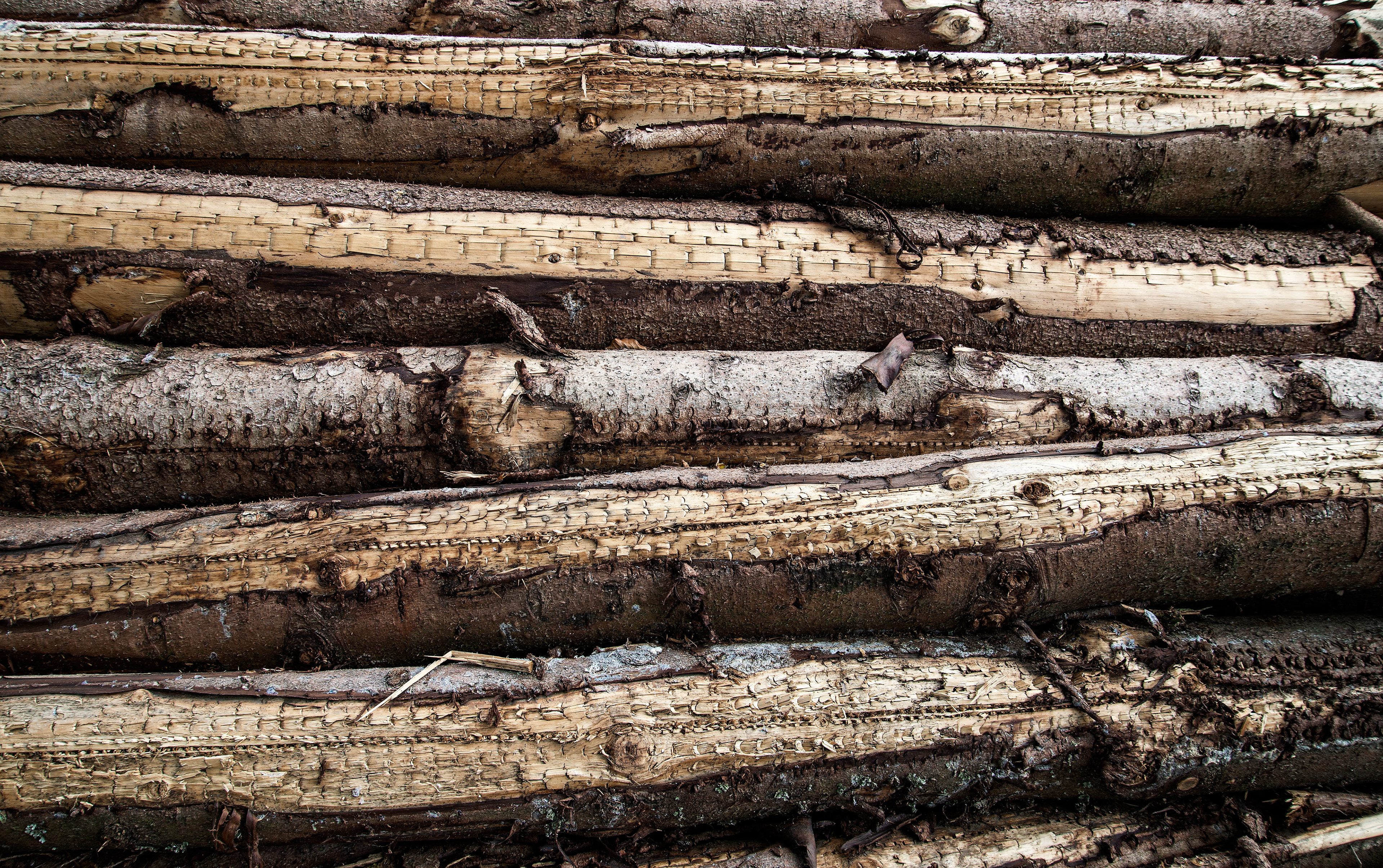 Taunus - Holzstämme gefällter Bäume mit Spuren der Harvester auf dem Holz