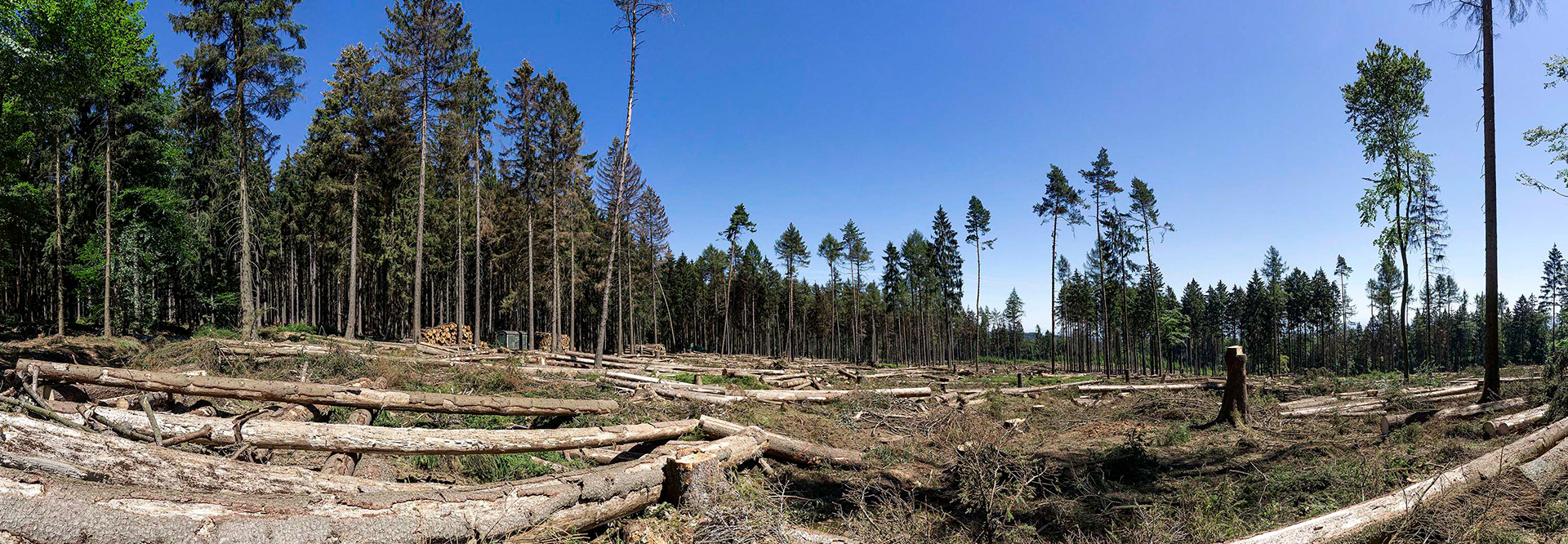 Panoramaaufnahme eines Waldstücks nach dem Kahlschlag