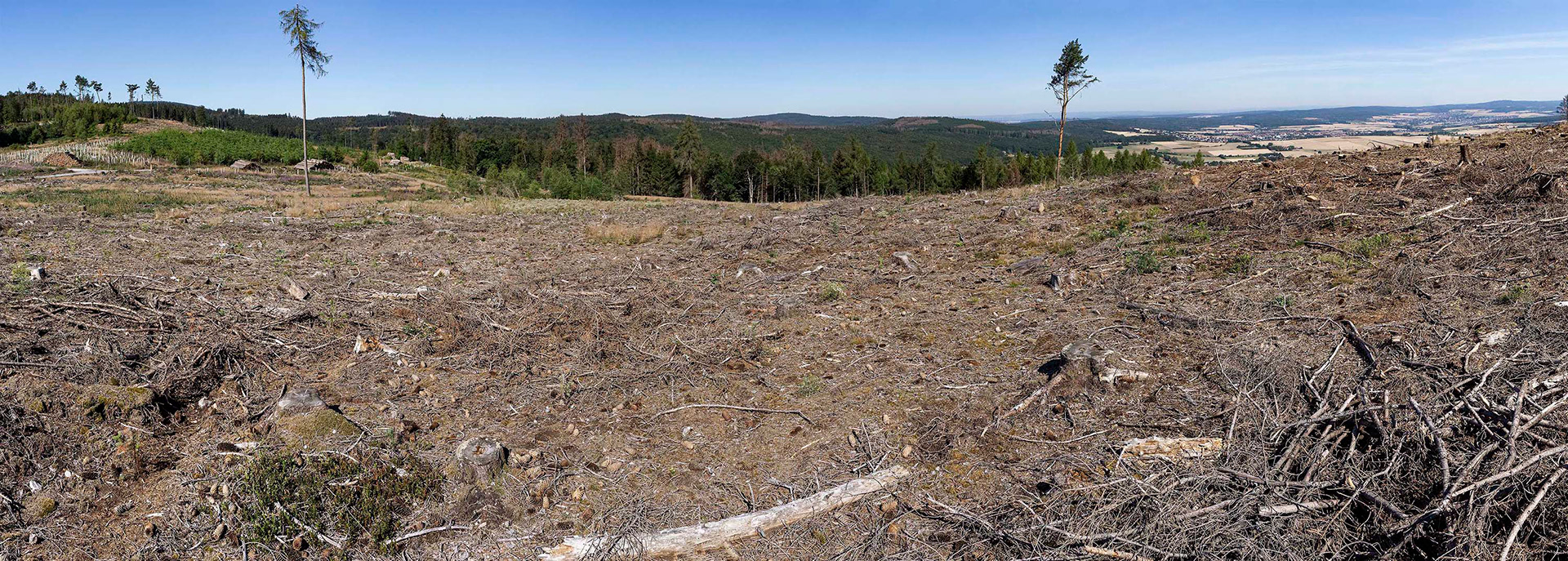 Panoramaaufnahme vom Kahlschlag am Sandplacken
