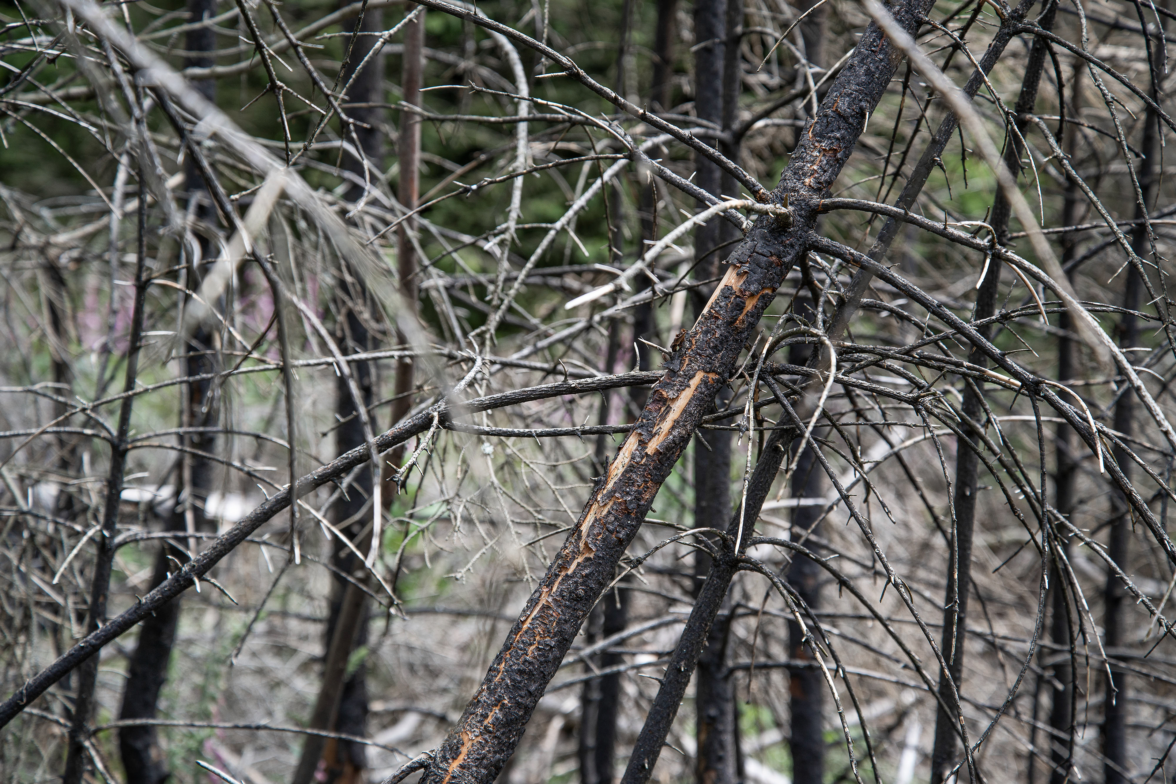 Verkohlte Äste einiger, einem feuer zum Opfer gefallener Bäume im Taunus.
