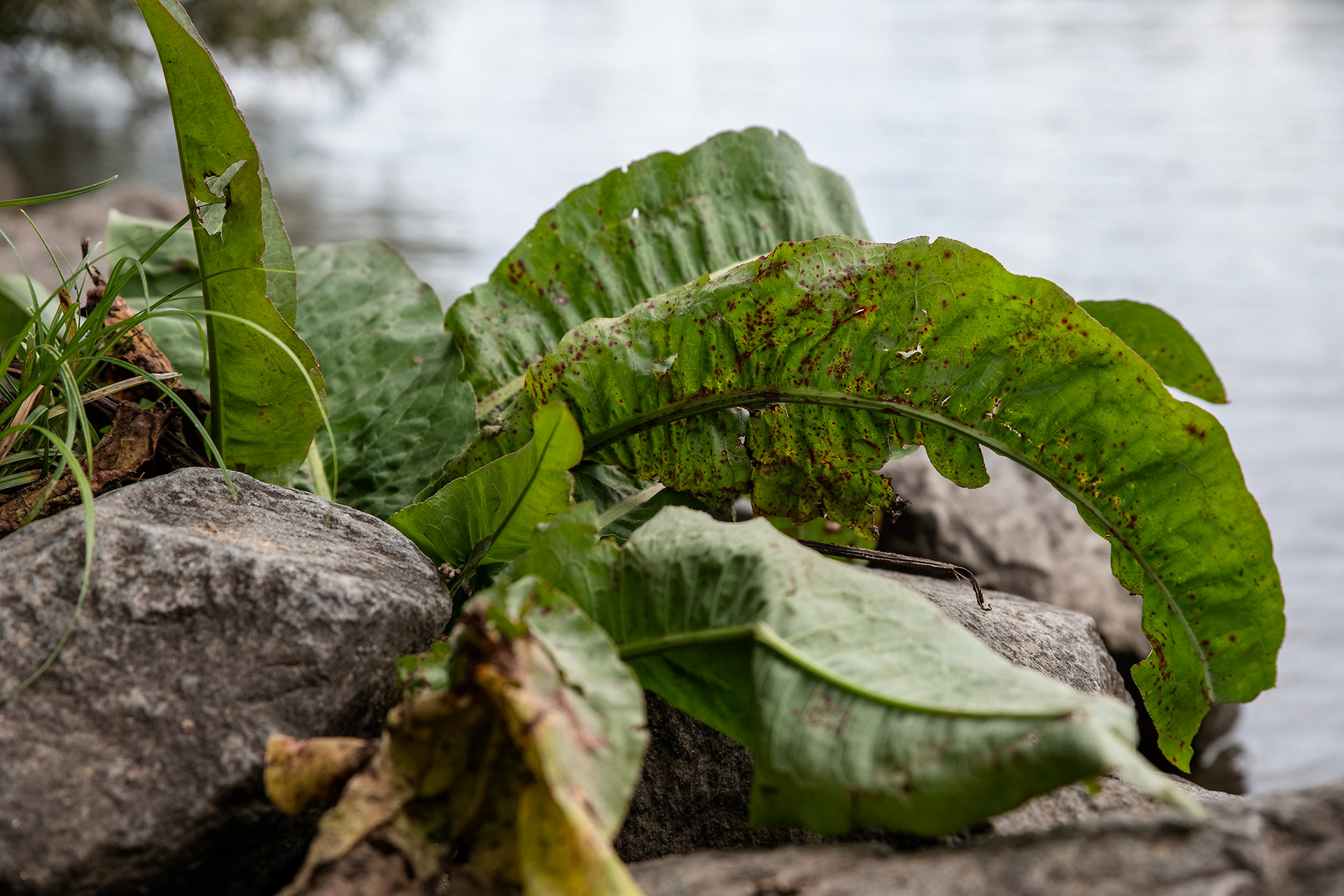 Steingarten - Maintal - ©Klaus Ohlenschläger