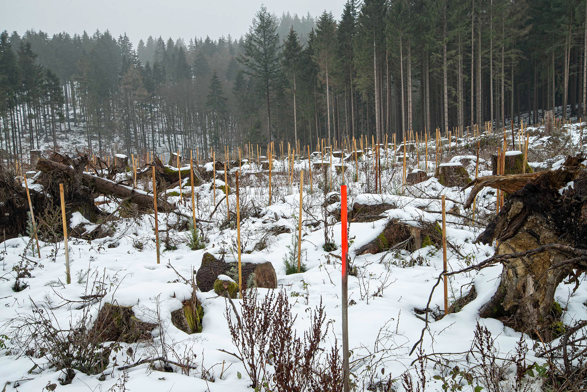 Setzlinge auf einem abgeholzten Waldstück Nähe Sandplacken im Taunus