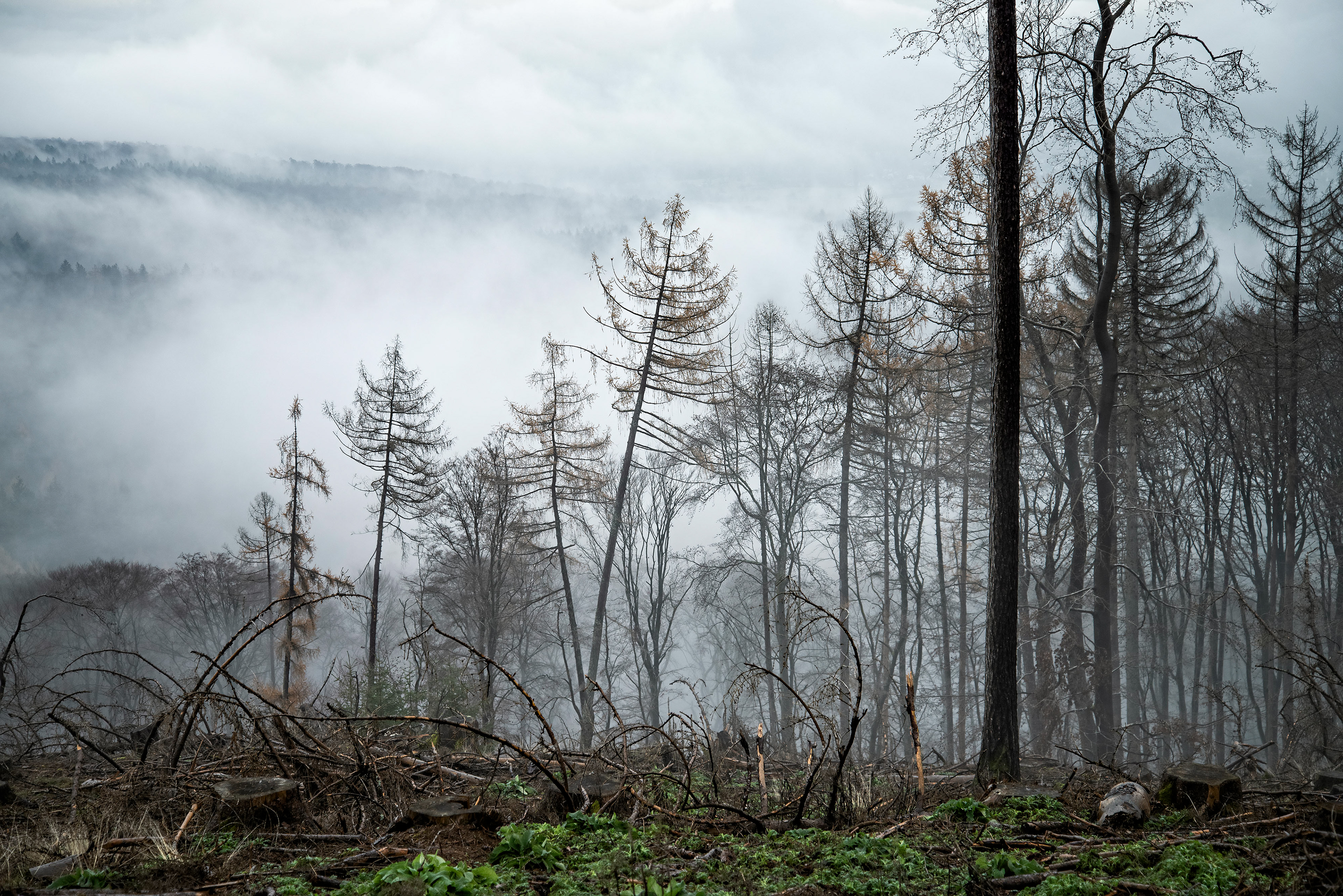 Blick über kahlgeschlagene Fläche auf ein Waldstück im Nebel. Nähe Marmorstein im Taunus..