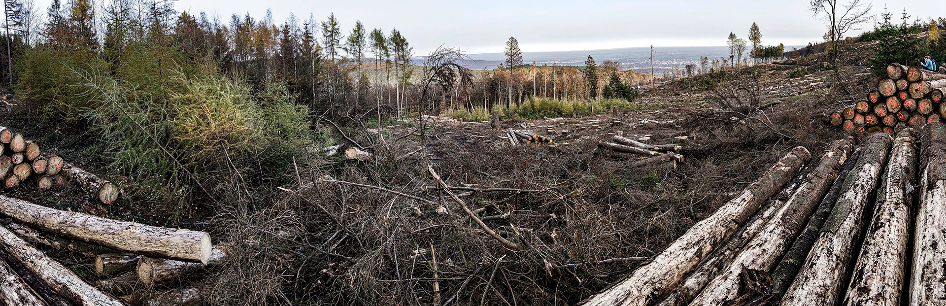 Panoramafoto zeigt ein abgeholztes waldstück Nähe Weiße Mauer im Taunus mit Blick Richtung Bad Homburg