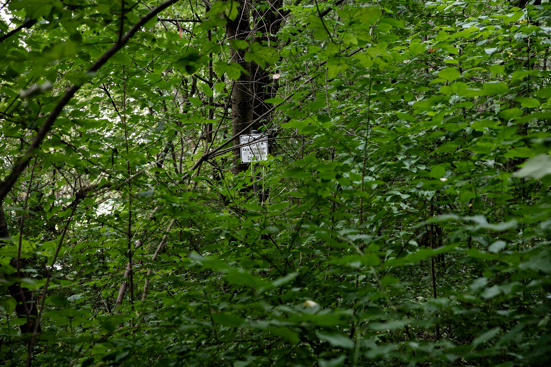 Verwildert - Kelsterbacher Kanal, Hattersheim - ©Klaus Ohlenschläger