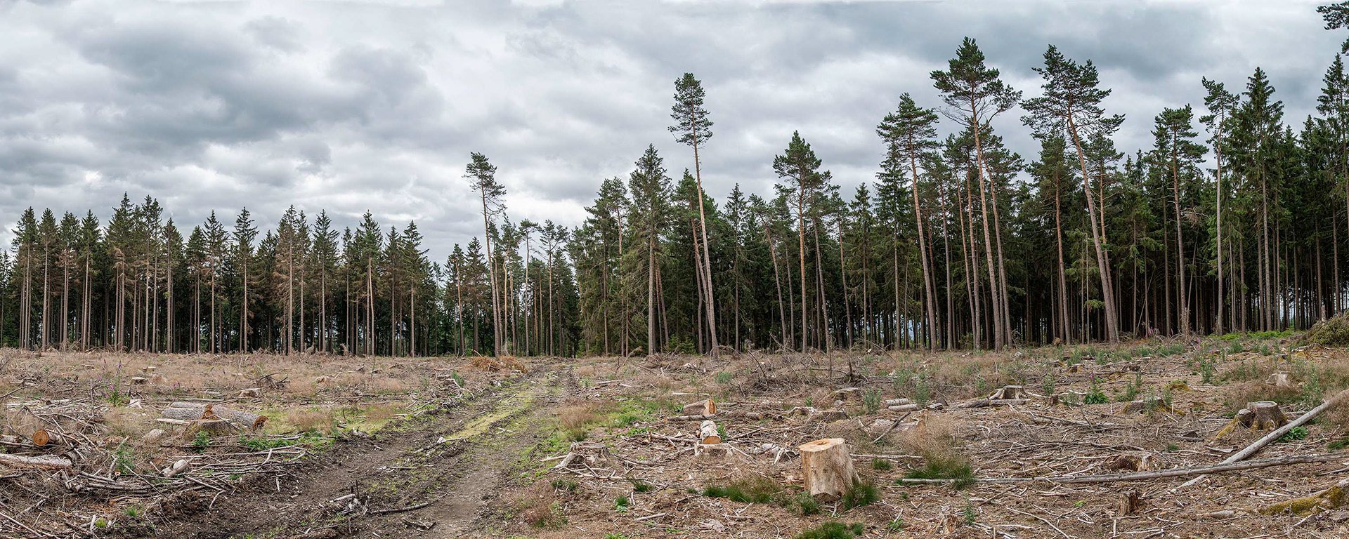 Blick über eine abgeholzte Waldfläche am Herzberg im Taunus