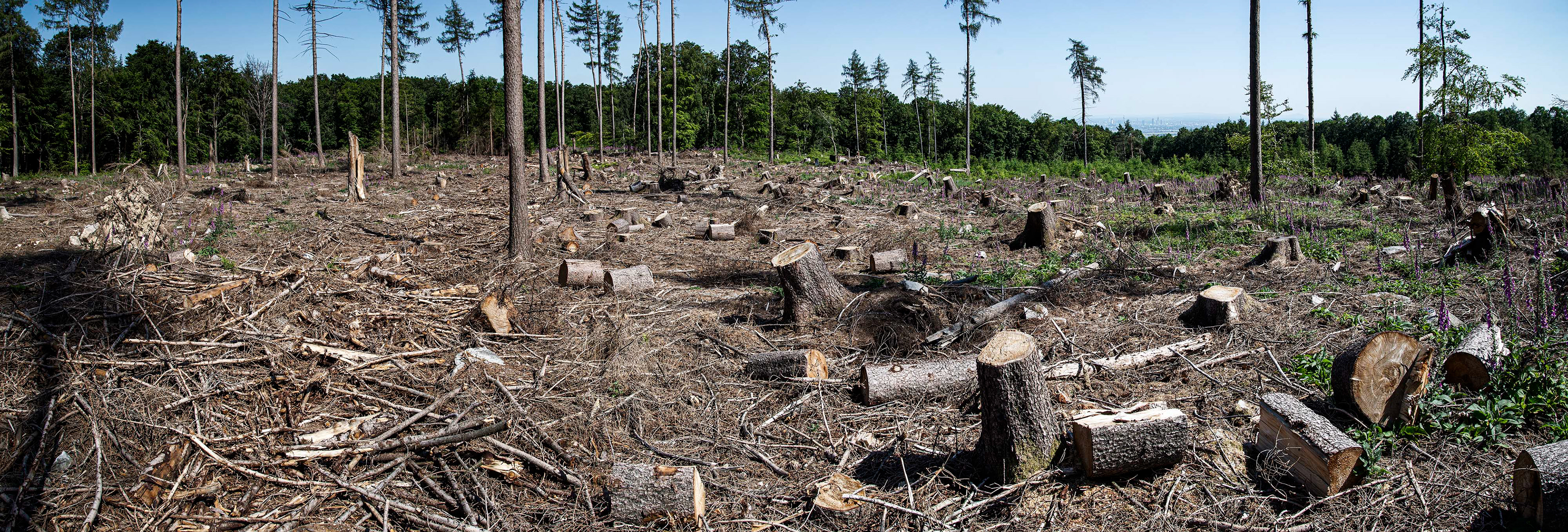 Abgeholzter Wald Nähe Saalburg im Panorama mit Blick auf Frankfurt im Hintergrund