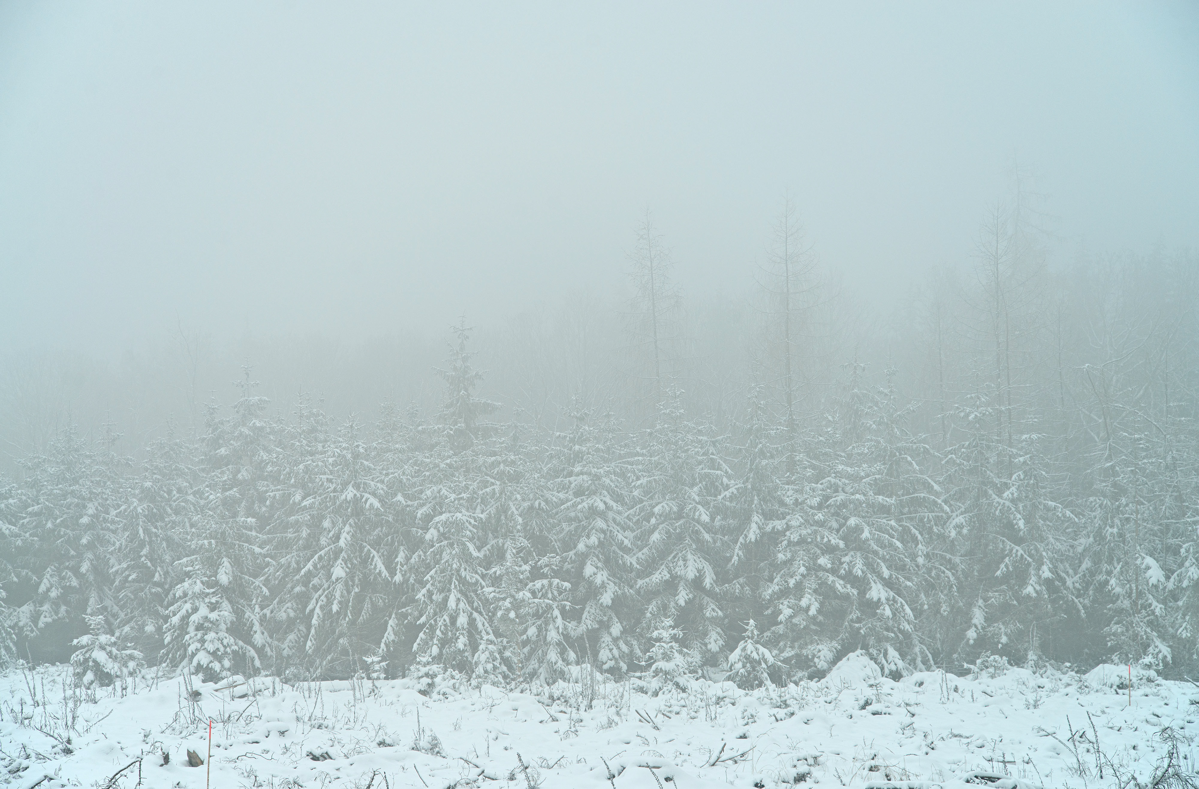 Kahlgeschlagene Fläche mit jungen Nadelbäumen im Hintergrund in Nebel und Schnee