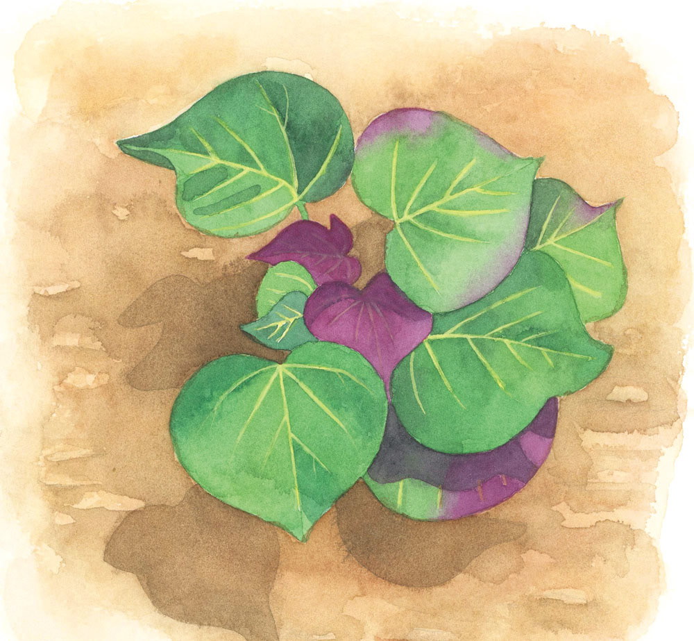 サツマイモの苗（水彩紙中目）