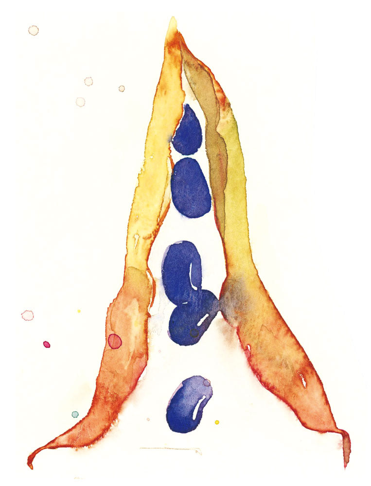 つるありインゲンの種とり（ヴィフアール水彩紙中目）