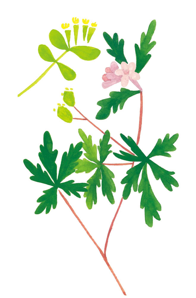 アメリカフウロ