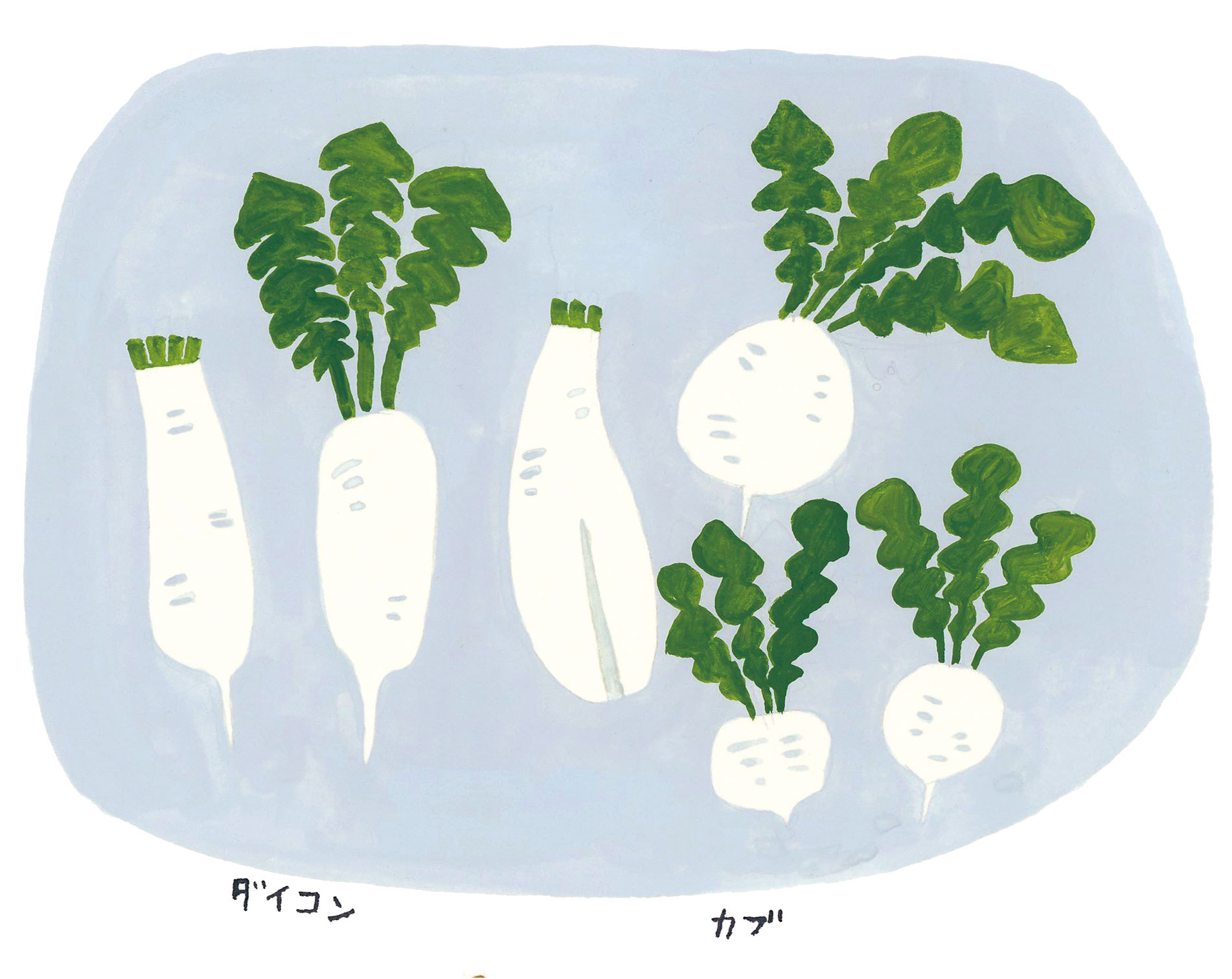 大根とカブ