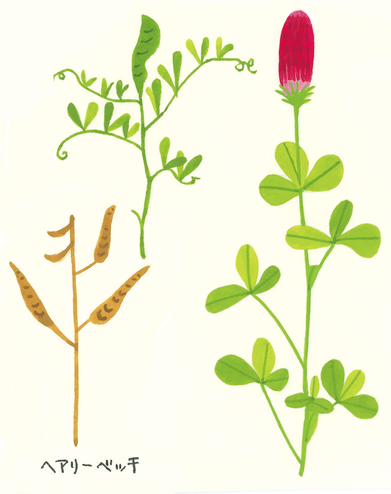 緑肥（ヘアリーベッチとクリムソンクローバー）