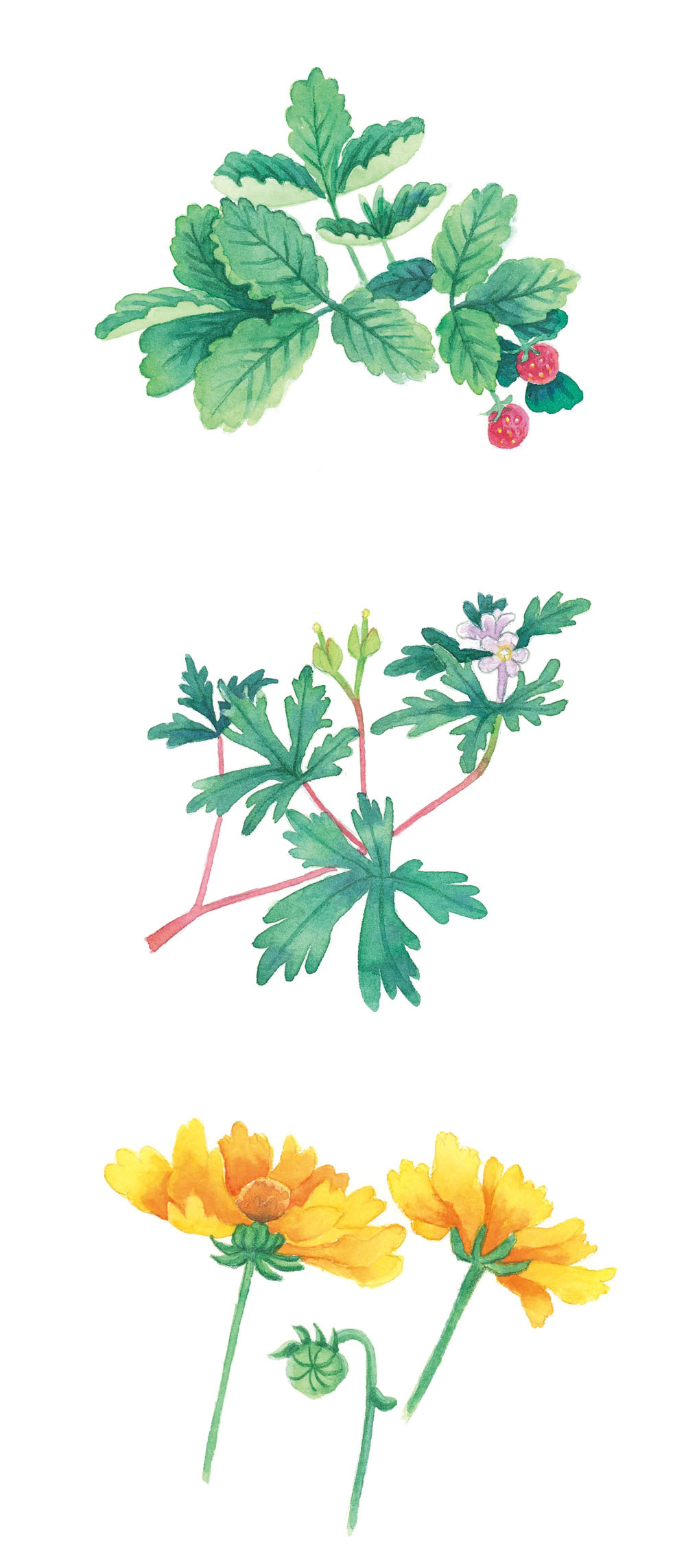 春の野の植物　イチゴ　アメリカフウロ　黄色い花