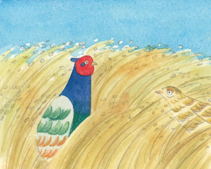 田んぼにはキジがいます